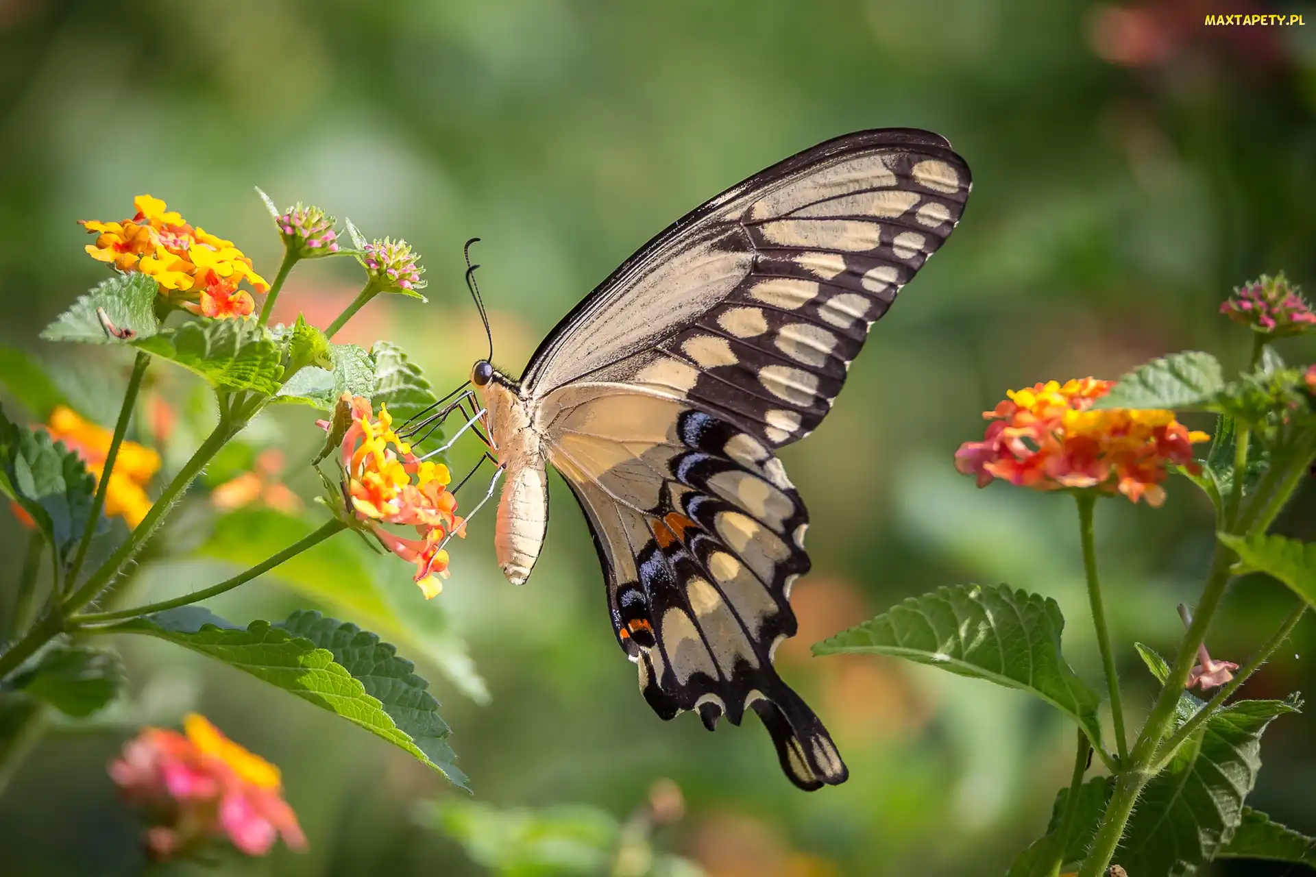 Paź królowej, Kwiaty, Motyl