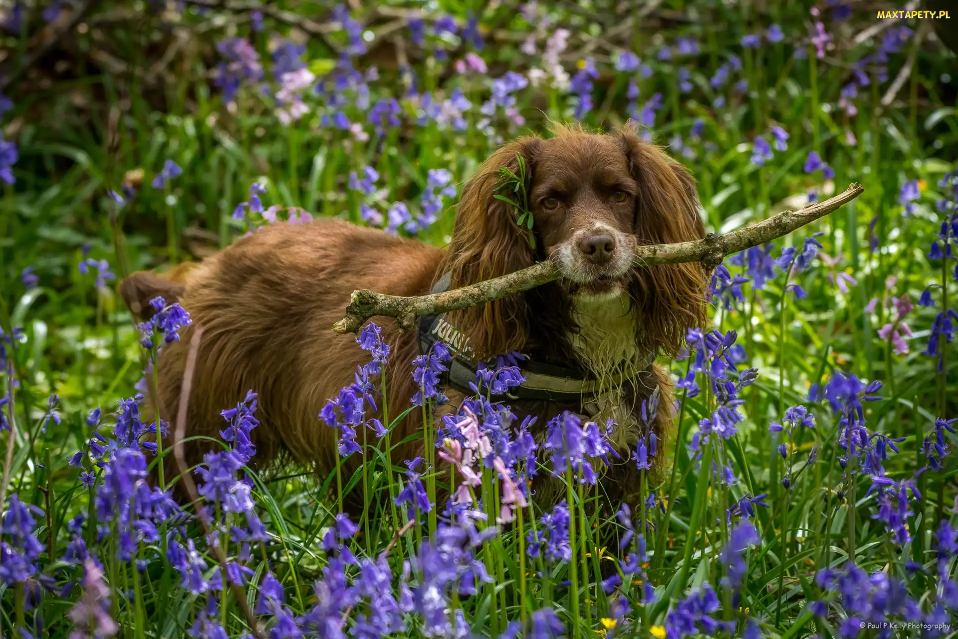 Spaniel, Hiacyntowce, Kwiaty, Patyk