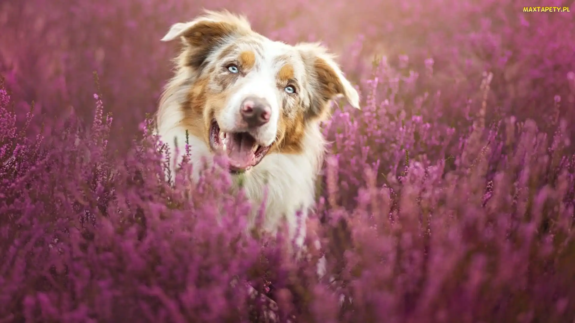 Border collie, Wrzos