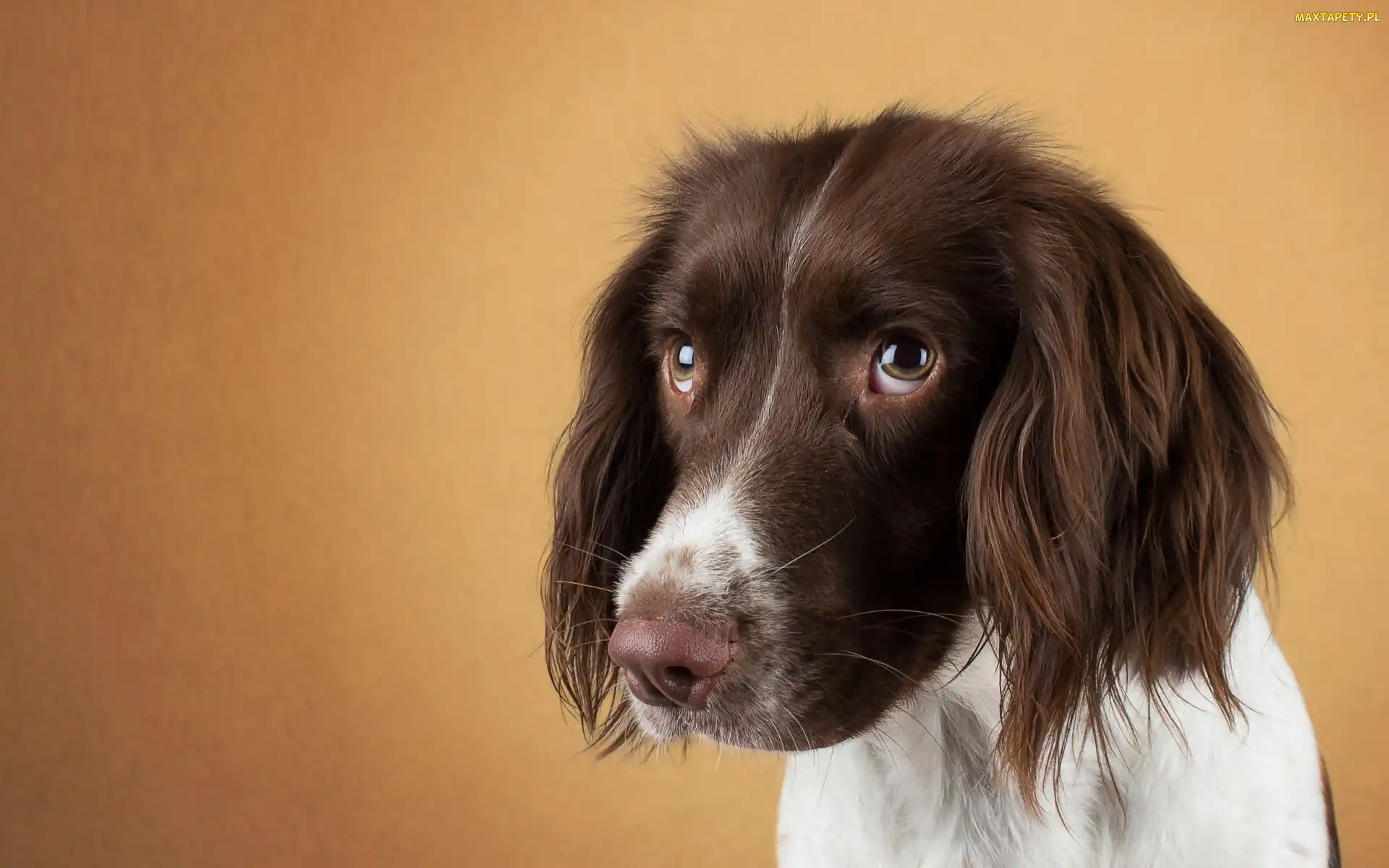 Smutne, Spojrzenie, Springer Spaniel