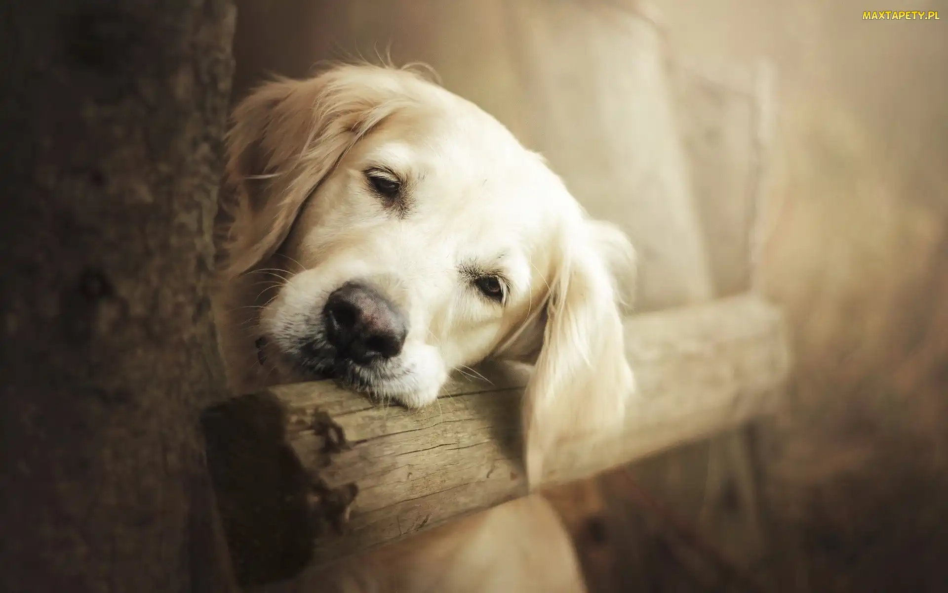 Smutny, Golden retriever