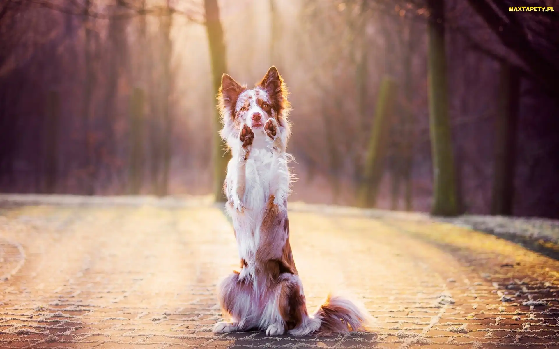 Border collie, Łapy, Proszący