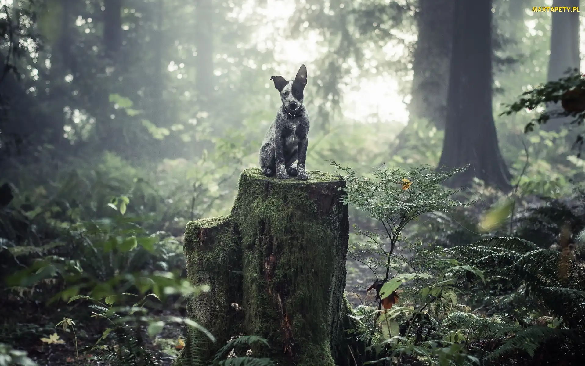 Las, Australian cattle dog, Drzewa, Pień