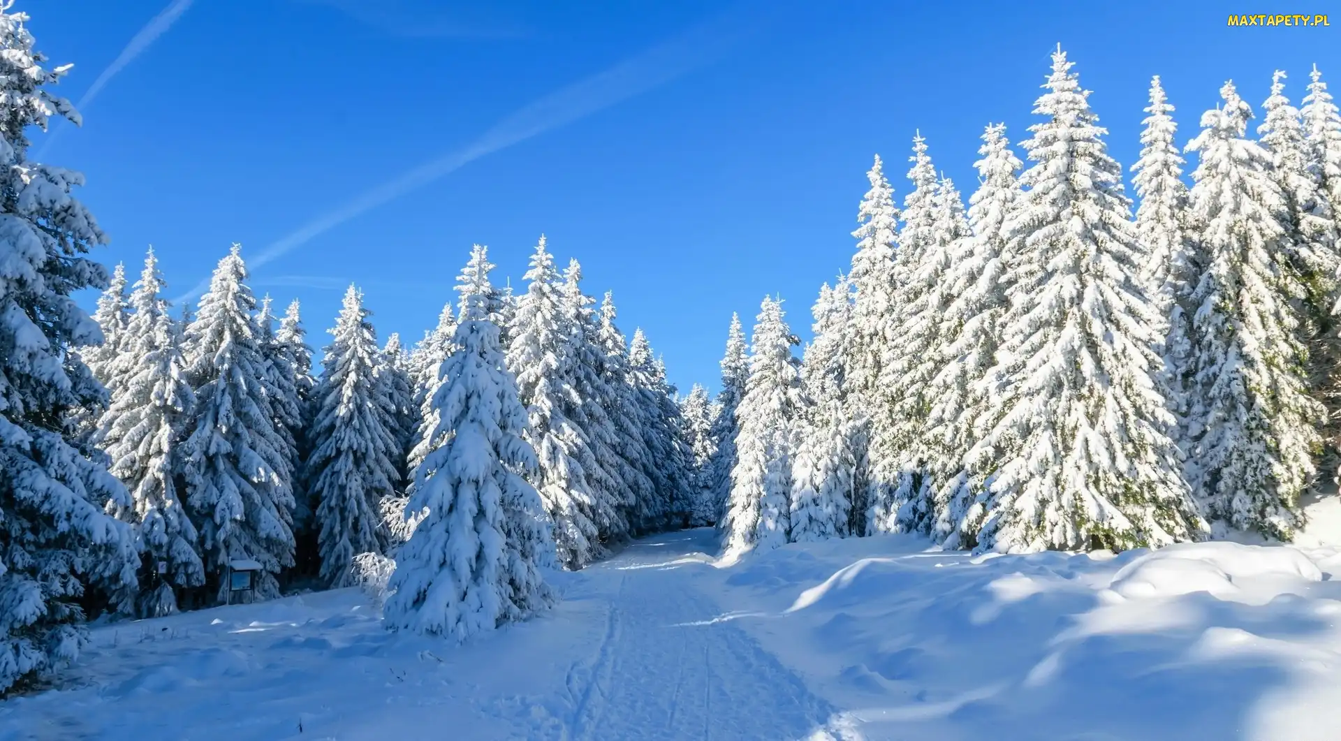 Las, Śnieg, Ścieżka, Świerki, Zima