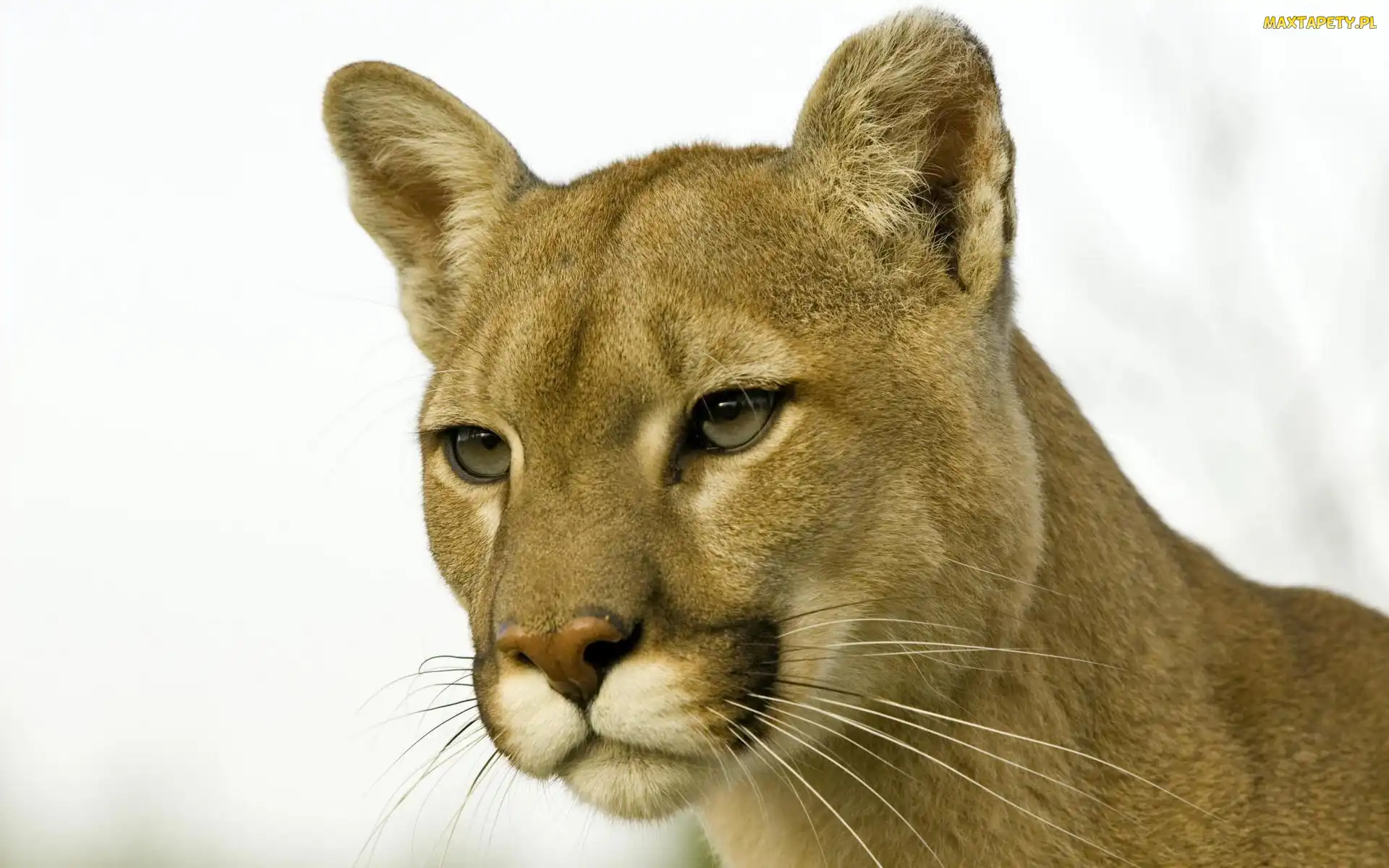 Puma płowa