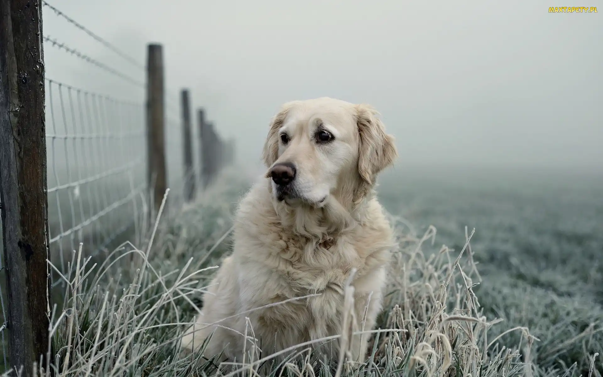 Trawa, Oszroniona, Golden retriever, Płot