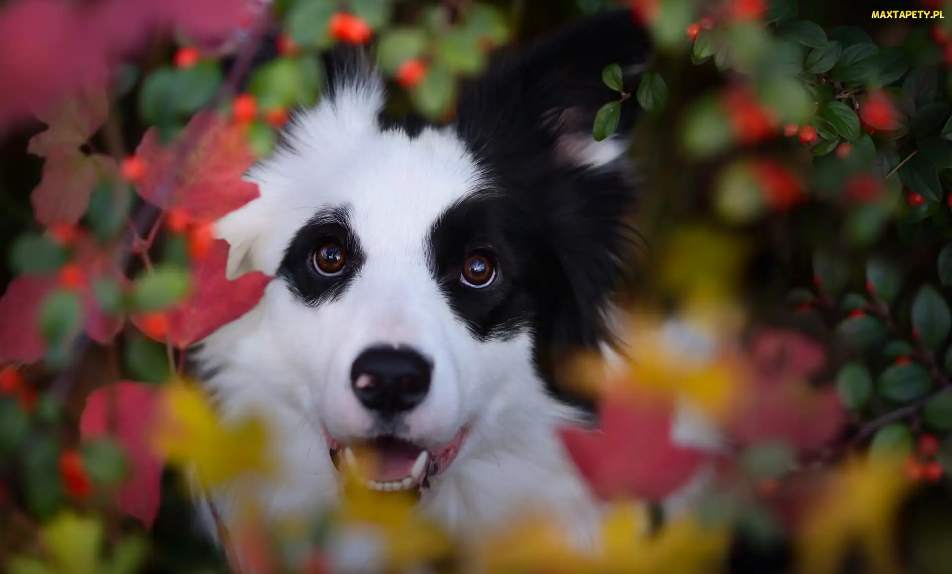 Liście, Rośliny, Border collie