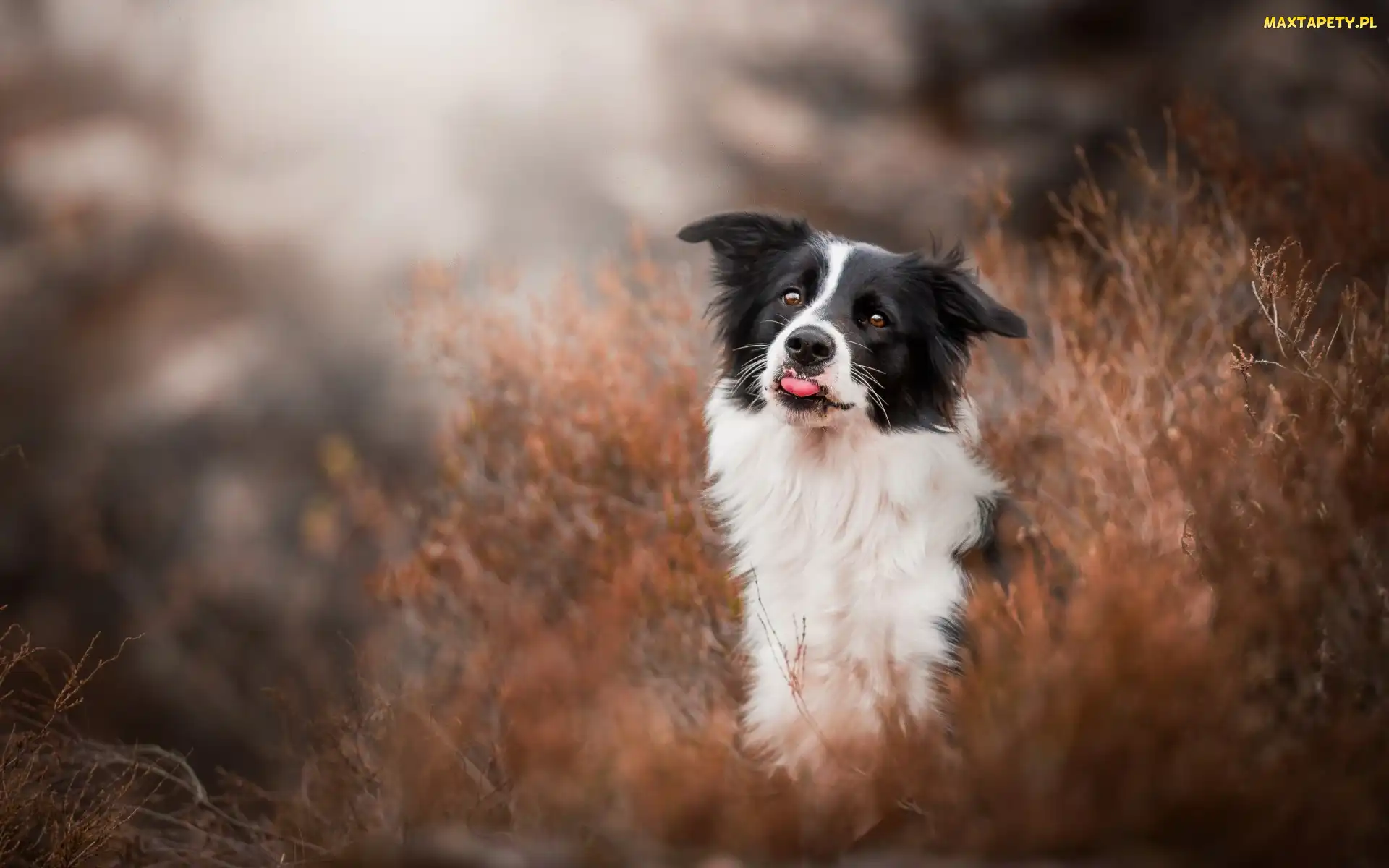 Trawa, Język, Border collie