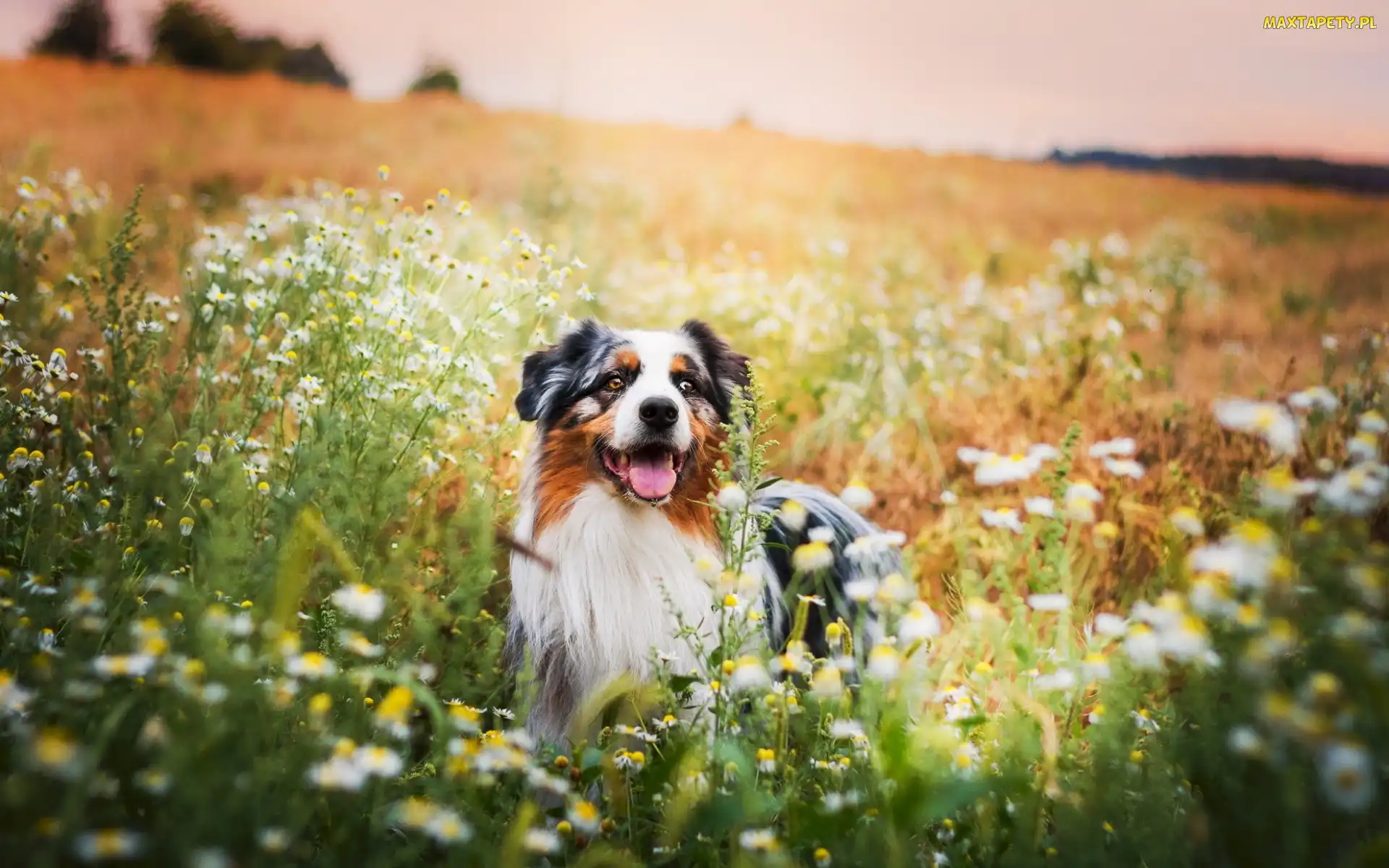 Australian shepherd, Łąka, Owczarek australijski