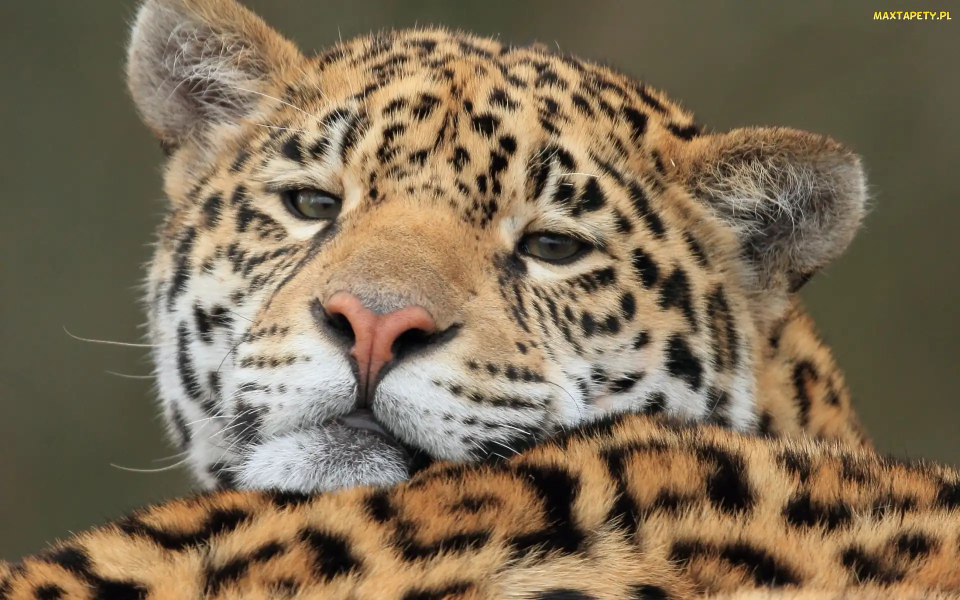 Dziki, Kot, Jaguar amerykański