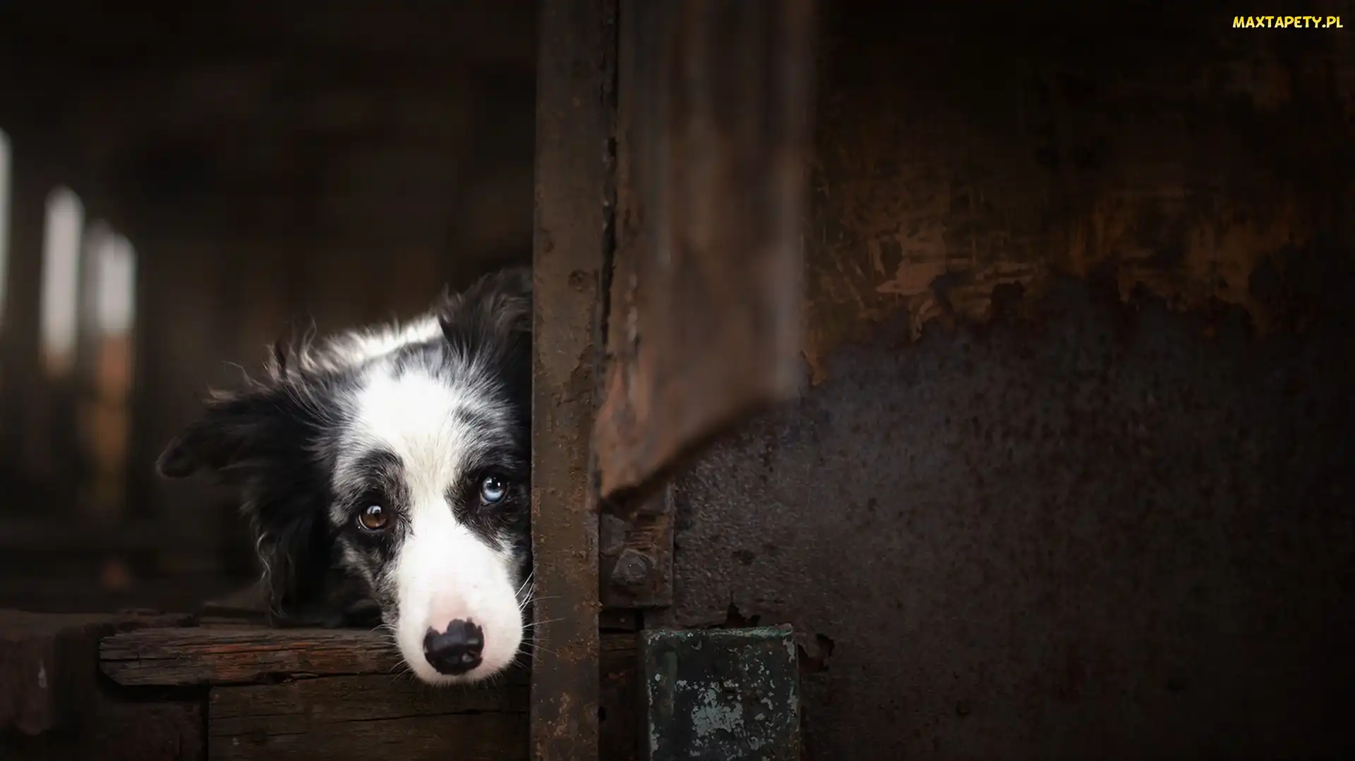 Szopa, Pyszczek, Border collie