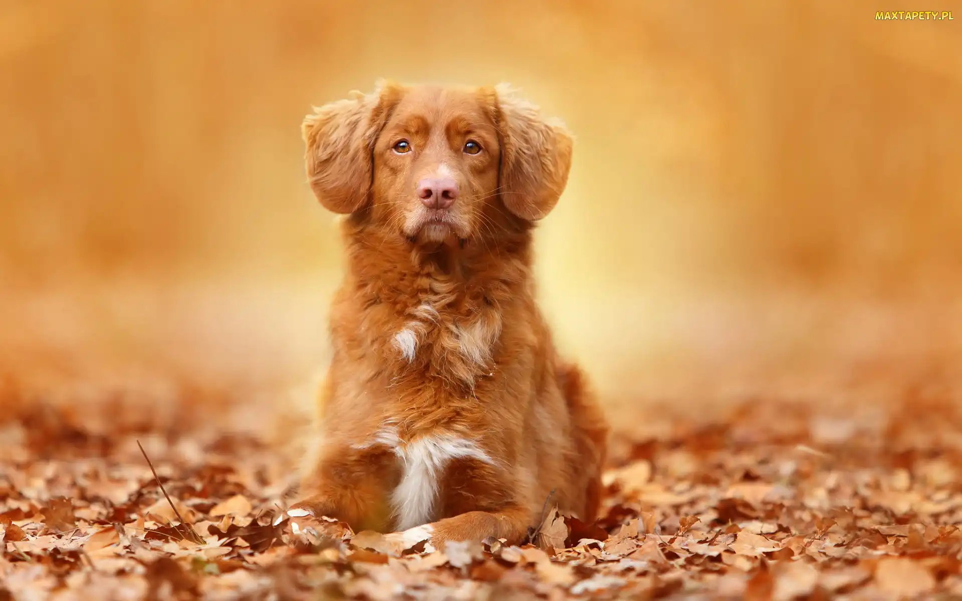 Retriever z Nowej Szkocji, Liście