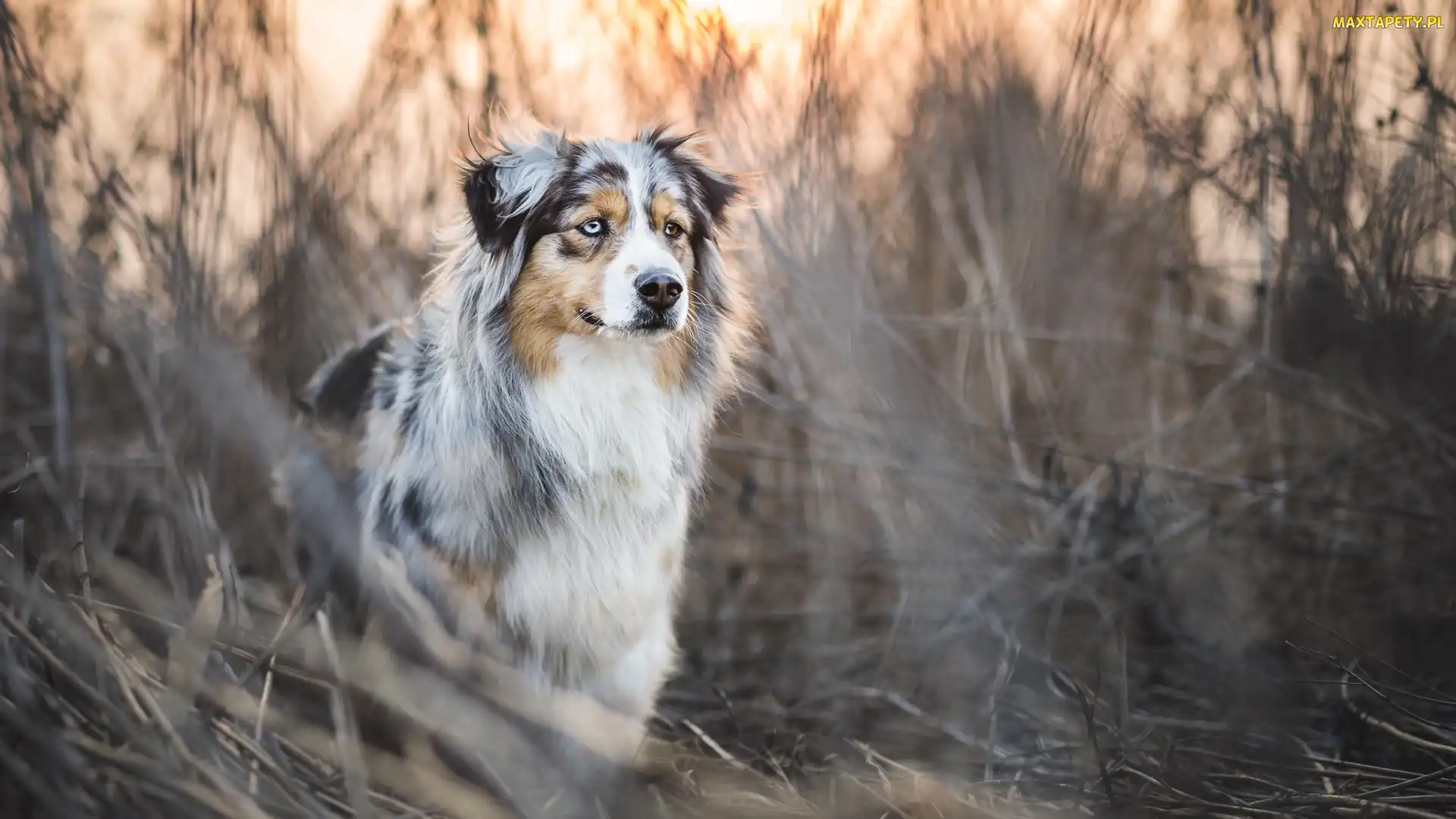 Owczarek australijski, Trawa, Australian shepherd