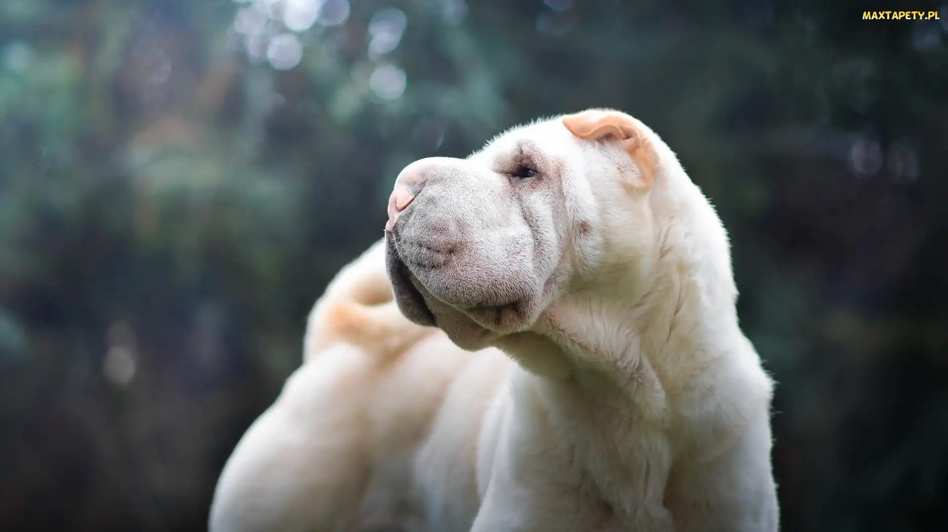 Głowa, Pysk, Shar Pei