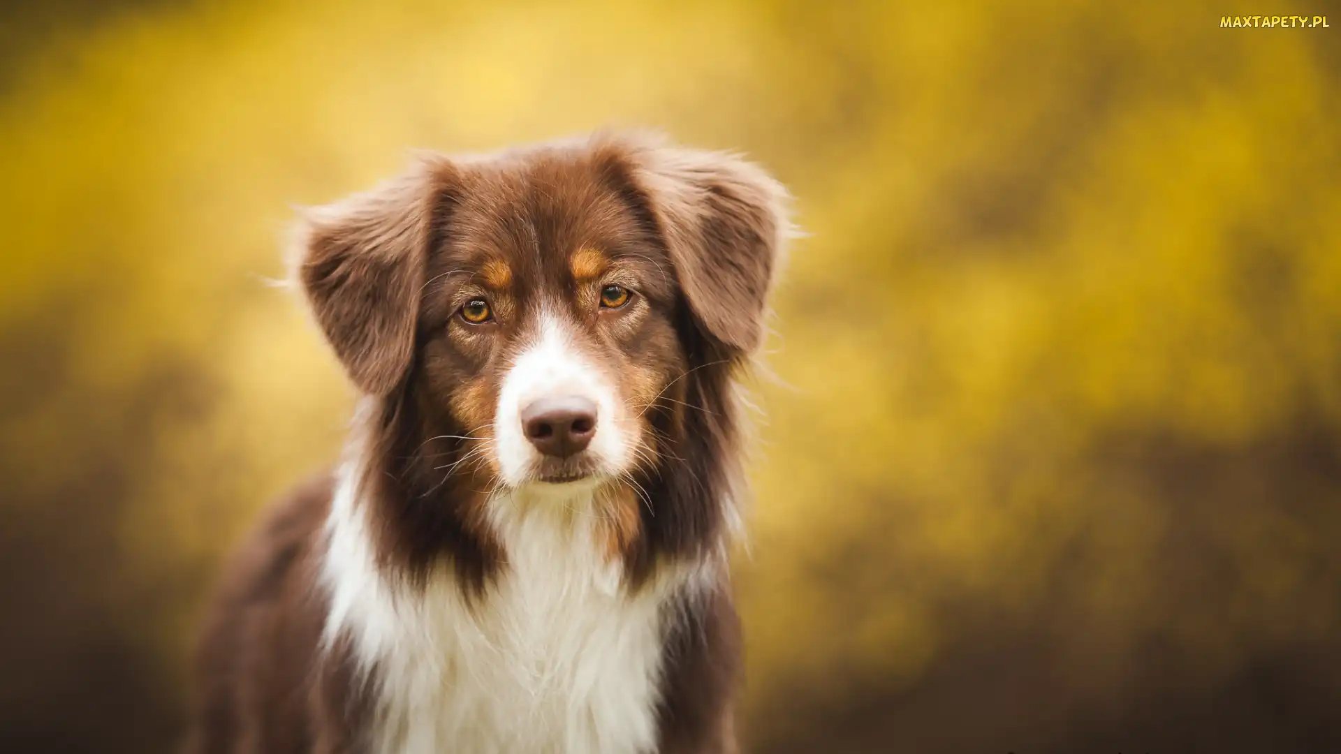Mordka, Sylwetka, Owczarek australijski, Australian shepherd