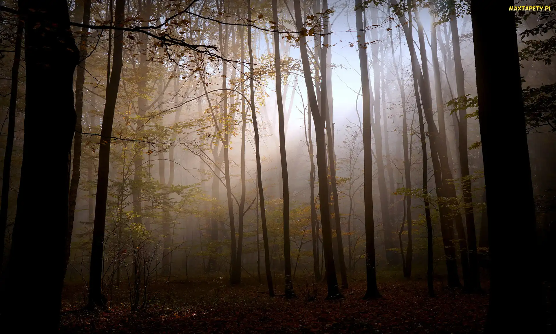 Mgła, Przebijające Światło, Las