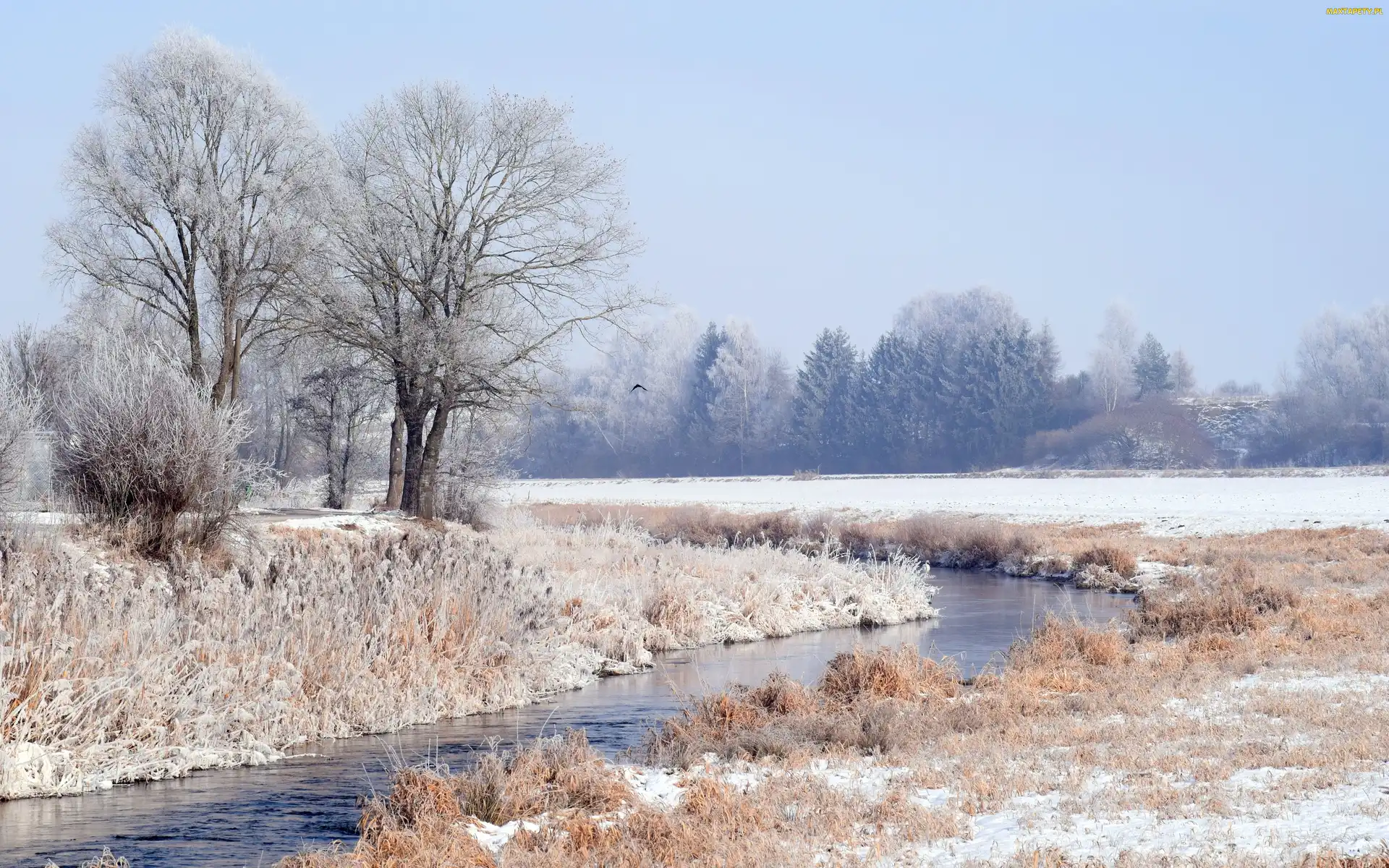 Zaśnieżone, Szron, Rzeka, Drzewa, Zima