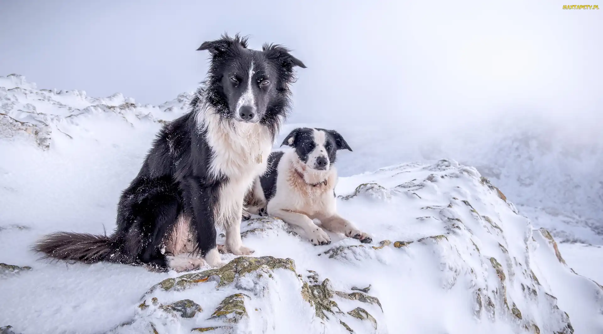 Zima, Góry, Psy, Border Collie