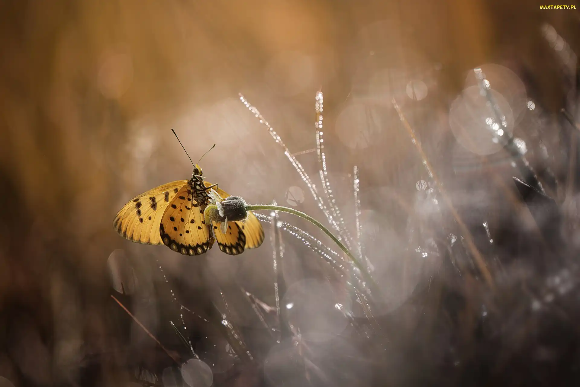 Trawa, Bokeh, Motyl, Kwiatek