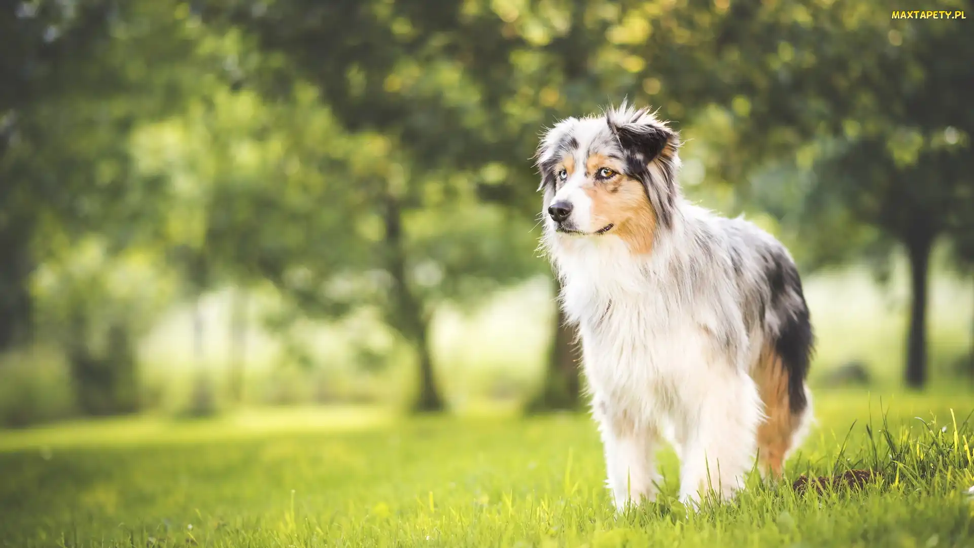 Owczarek australijski, Australian shepherd, Wiosna