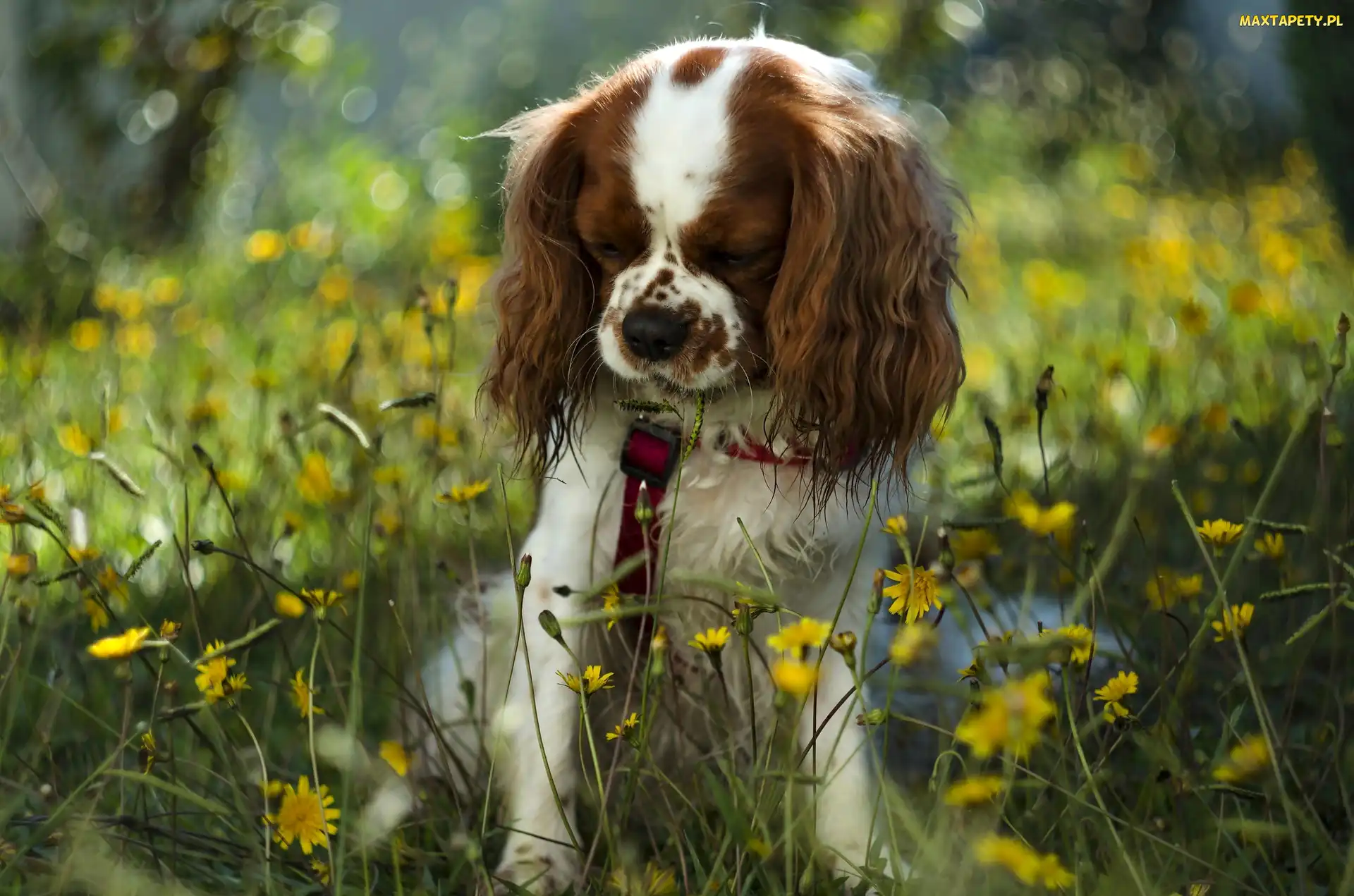 Pies, Kwiaty, Żółte, Cavalier king charles spaniel