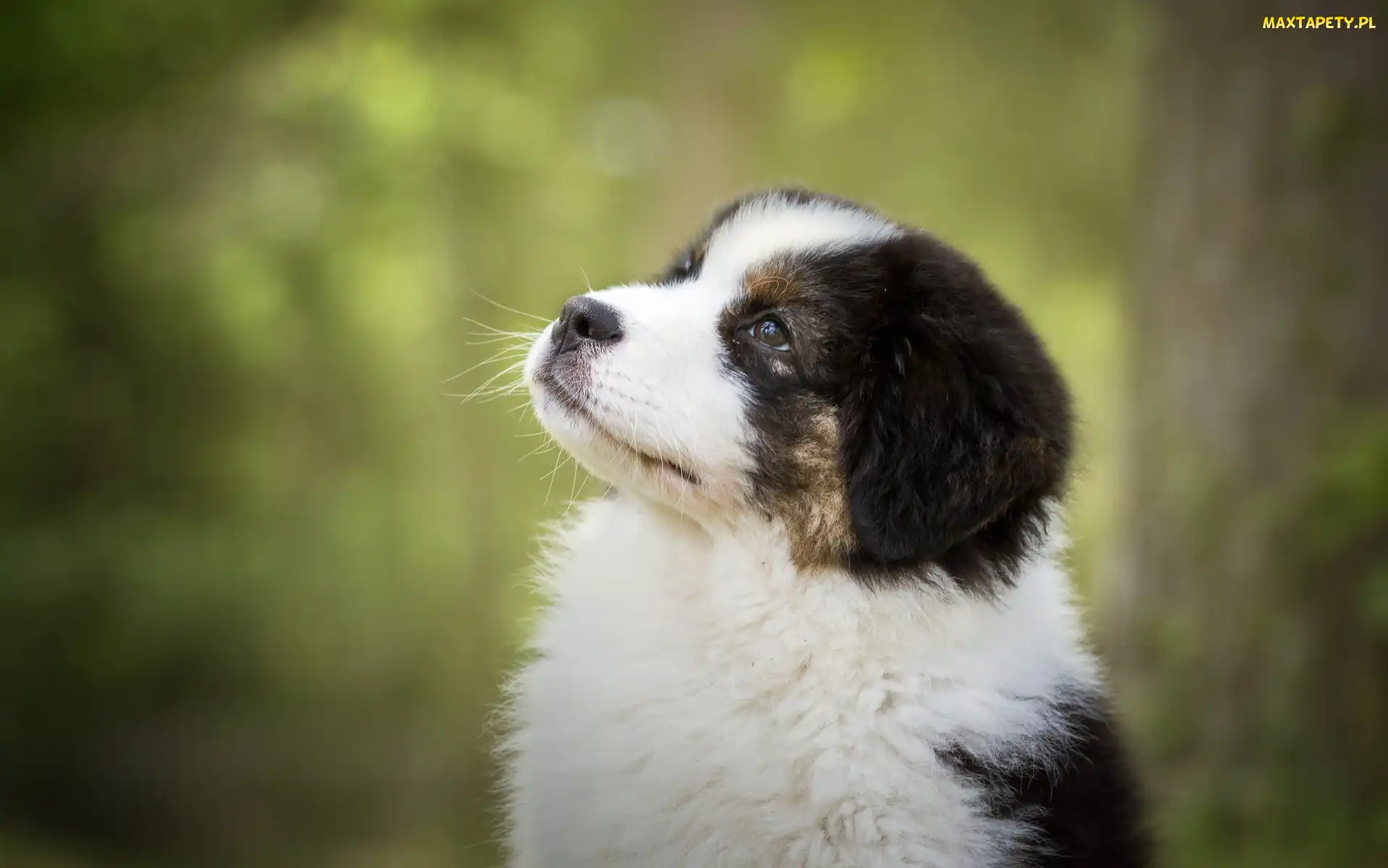 Owczarek australijski, Australian shepherd, Szczeniak