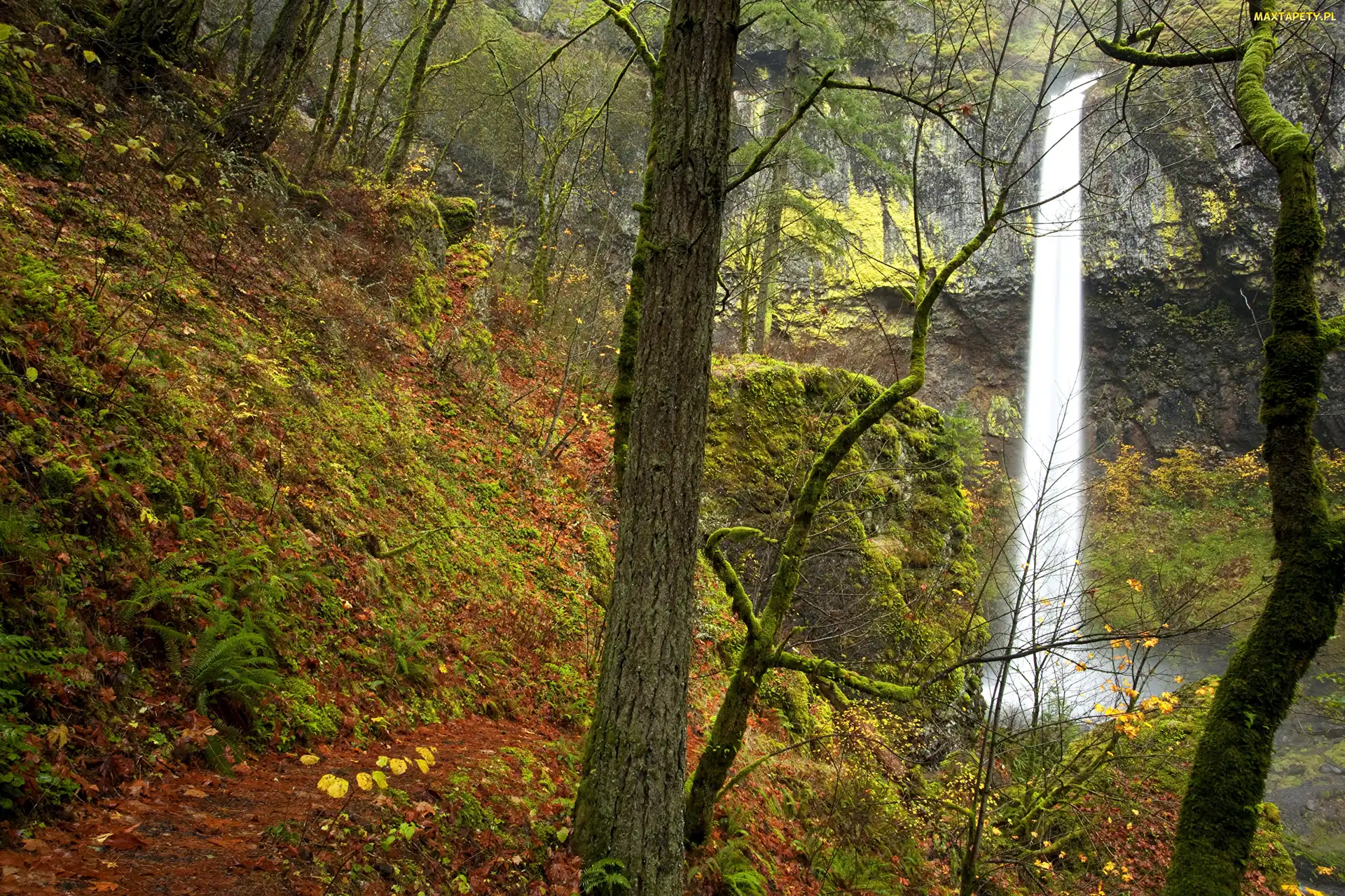 Stany Zjednoczone, Wodospad Elowah Falls, Jesień, Las, Stan Oregon
