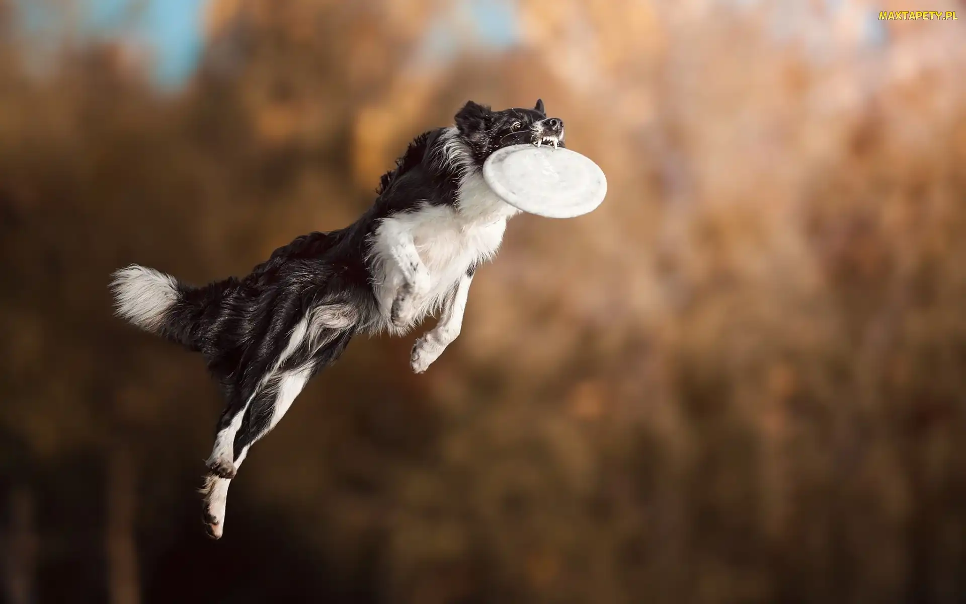 Frisbee, Border collie