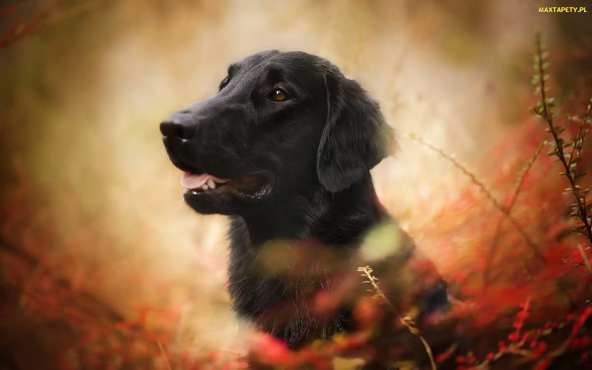 Pies, Gałęzie, Flat coated retriever