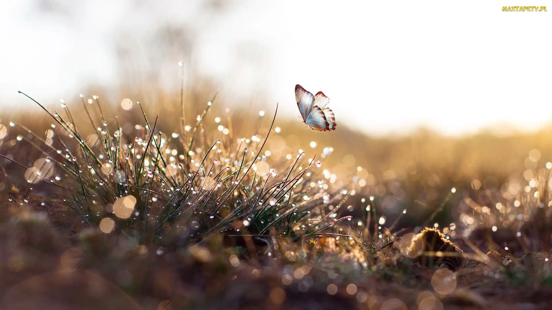 Krople, Bokeh, Motyl, Graficzny, Trawa