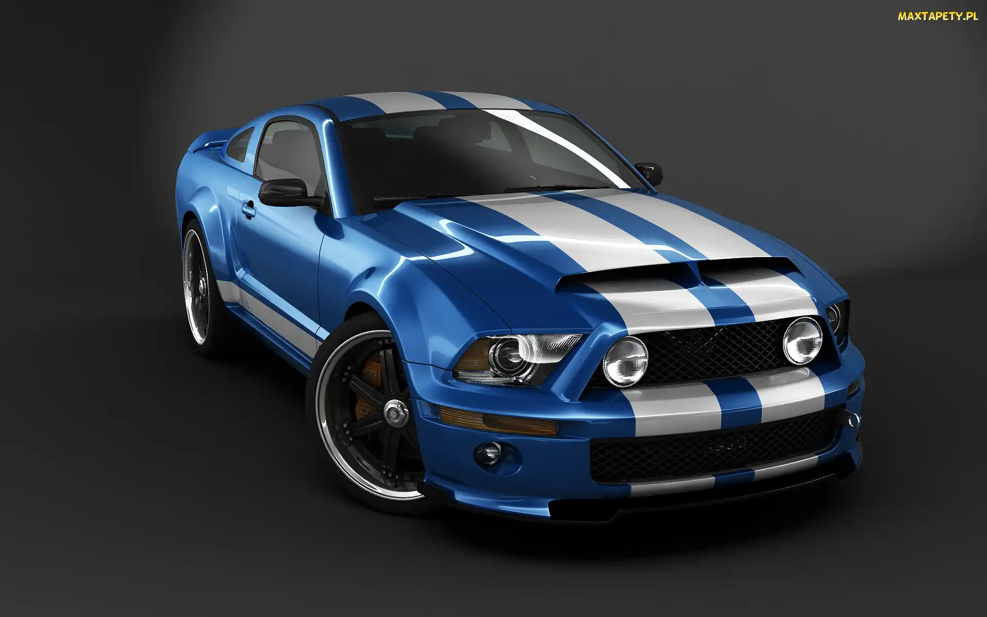 Pasy, Białe, Niebieski, Ford Mustang Shelby