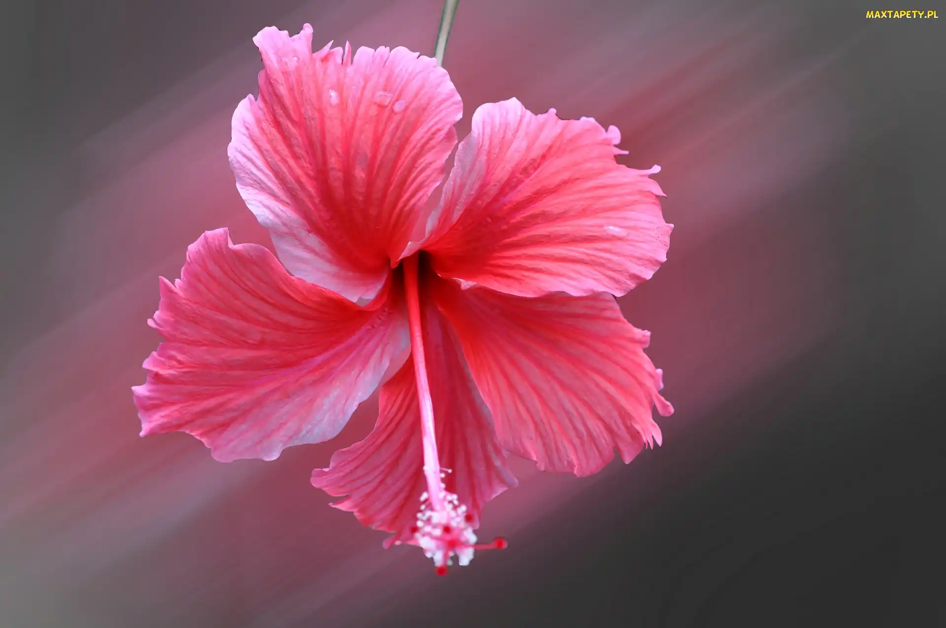 Hibiskus, Zbliżenie, Różowy