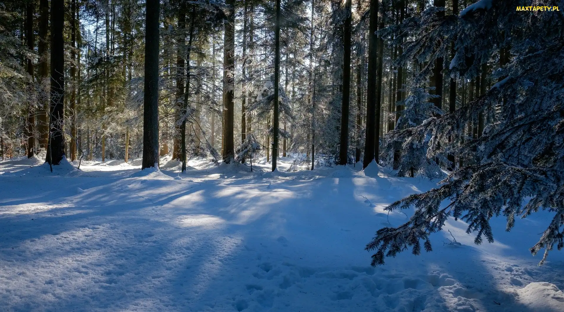 Śnieg, Drzewa, Zima, Las