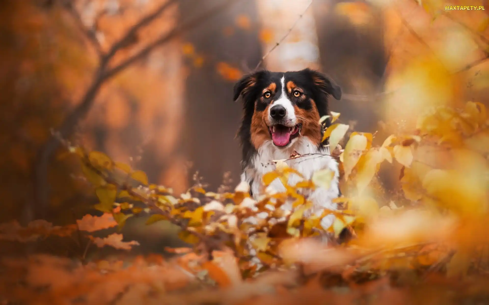 Owczarek australijski, Liście, Gałęzie, Australian shepherd