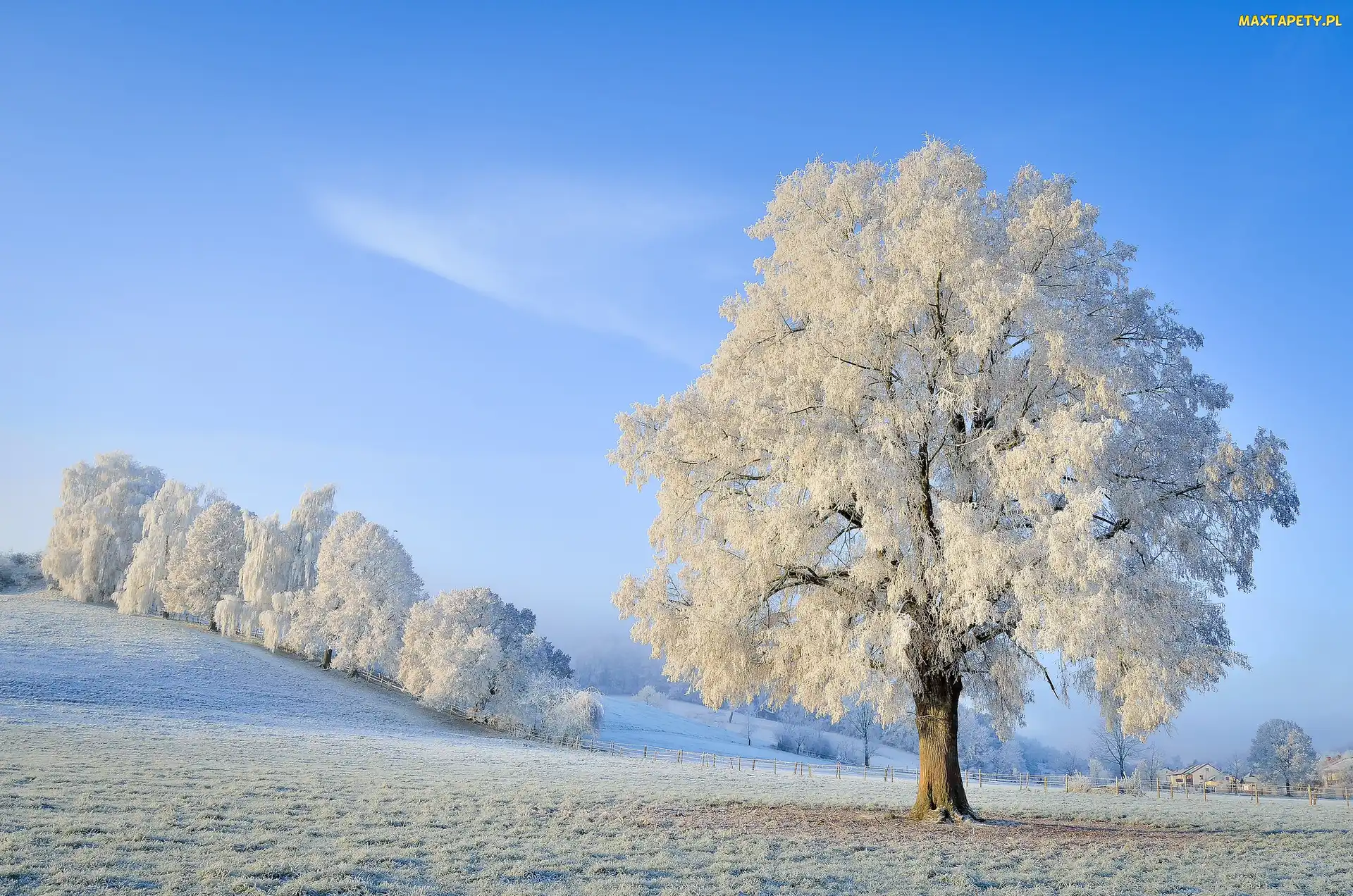 Drzewa, Ośnieżone, Zima, Śnieg