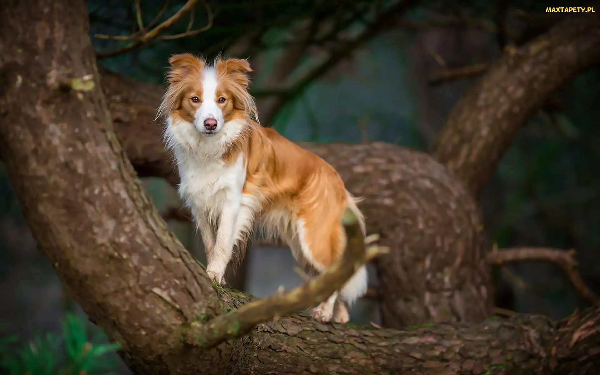 Border collie, Drzewo