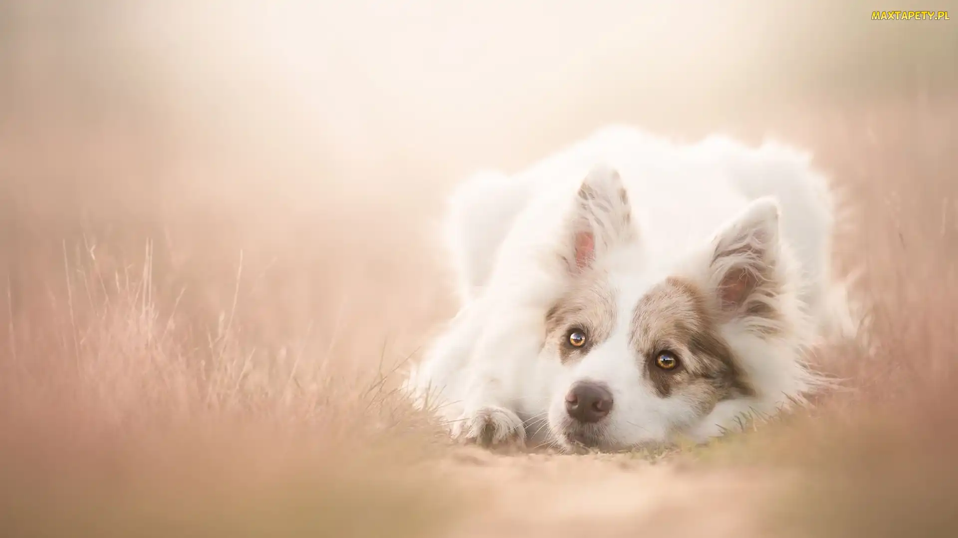 Tło, Rozmyte, Leżący, Border collie