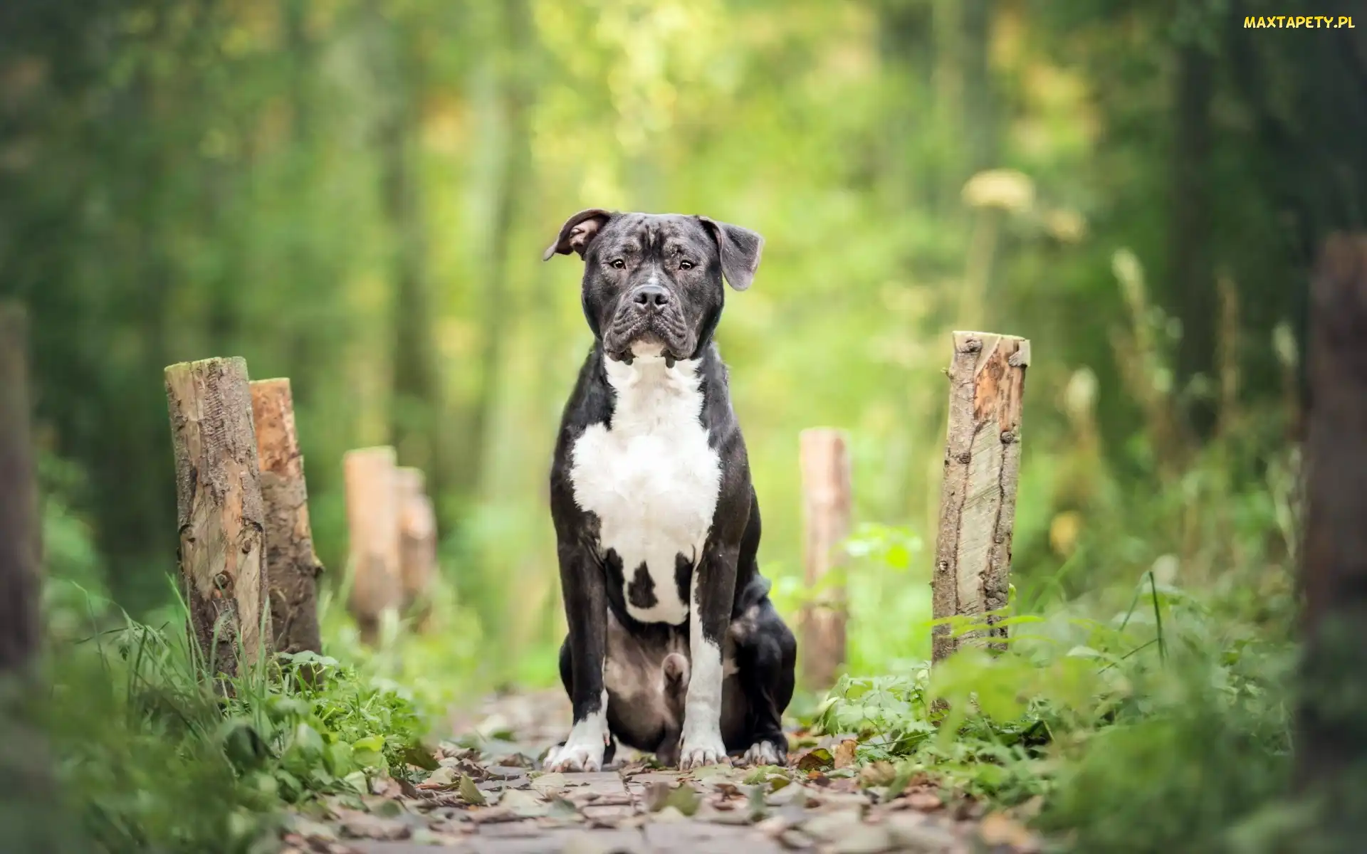 Pit Bull Terrier, Ścieżka, Las