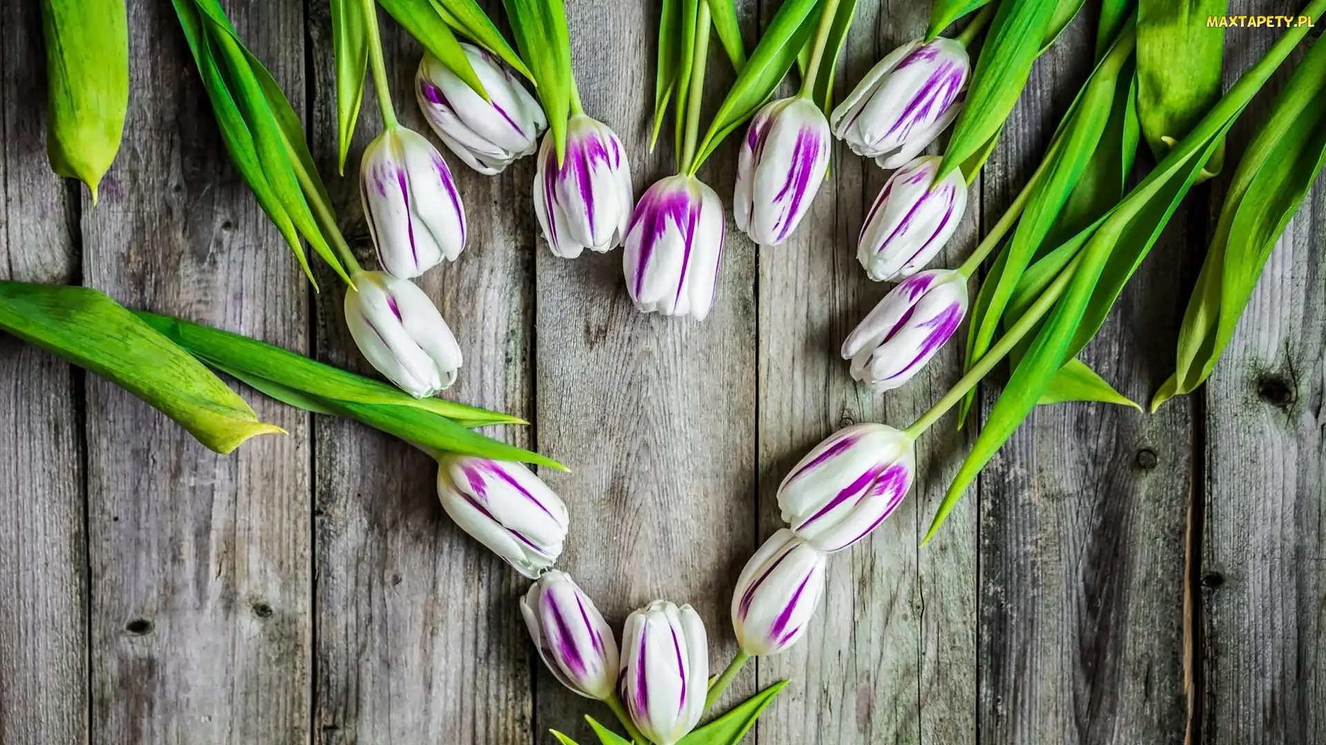 Tulipany, Serce, Kwiaty