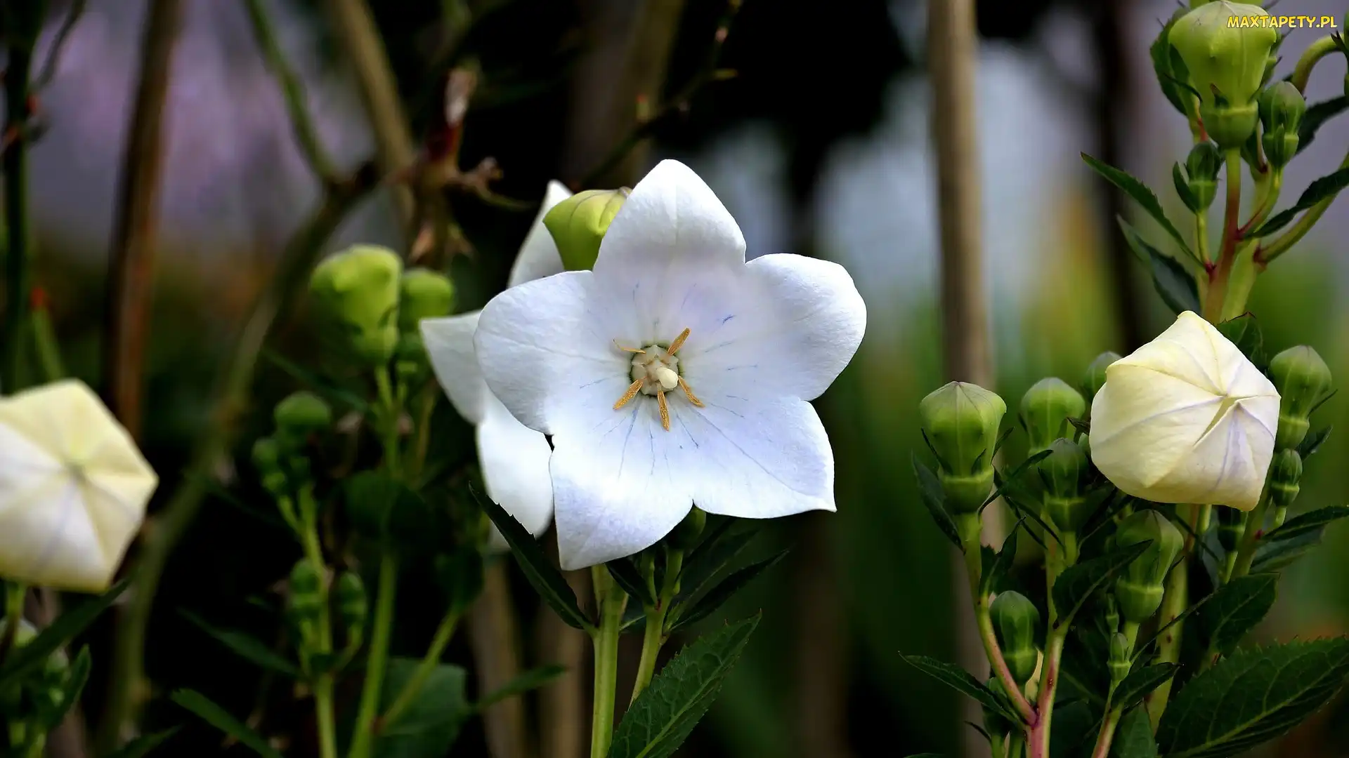 Dzwonek brzoskwiniolistny, Campanula, Białe, Kwiaty