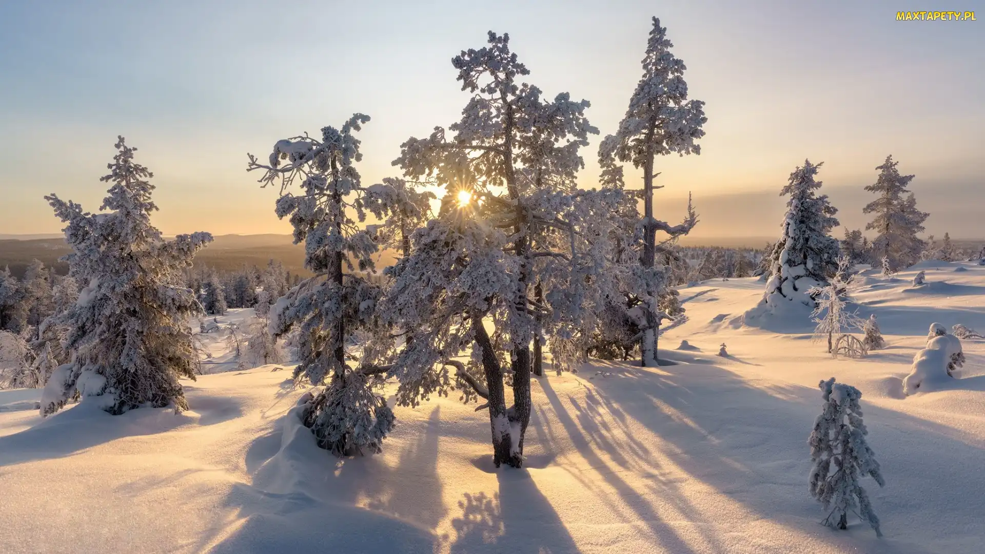 Finlandia, Laponia, Drzewa, Śnieg, Promienie słońca, Zima