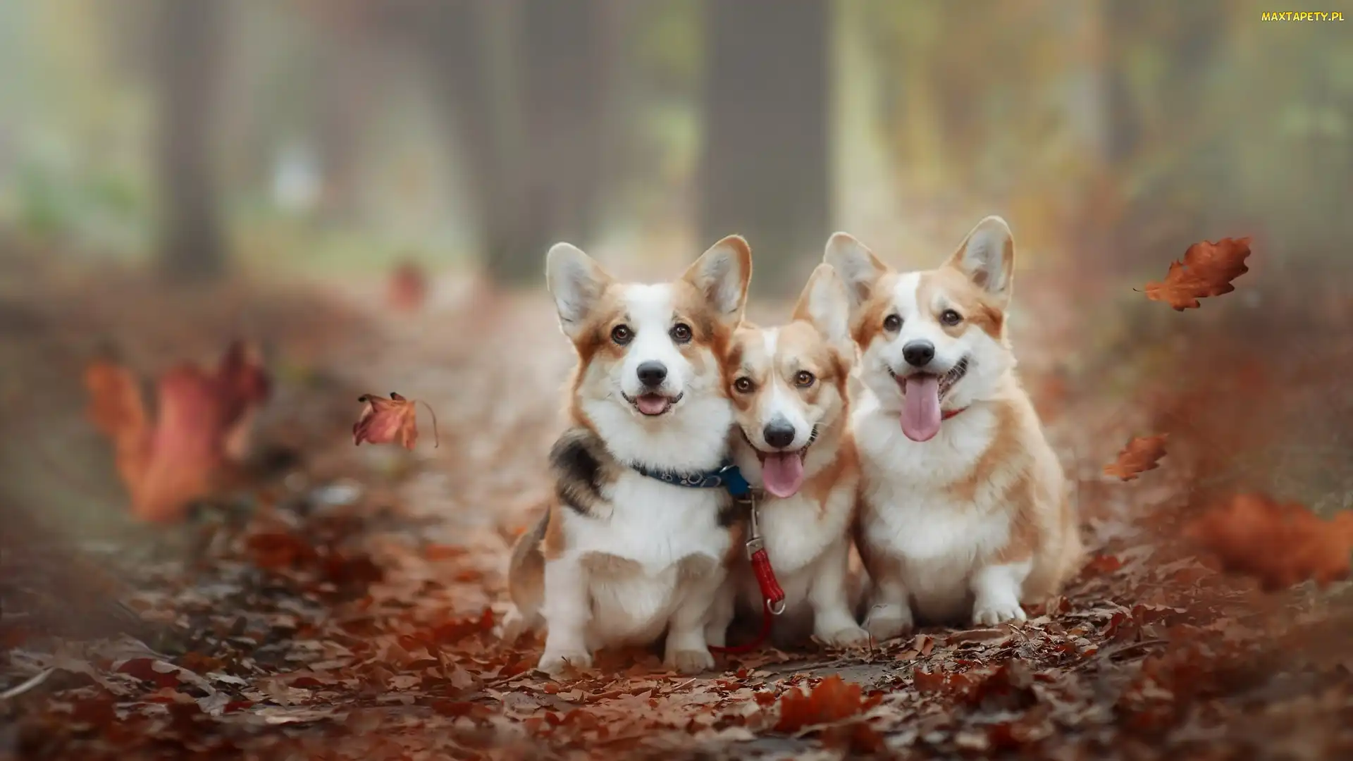 Liście, Welsh corgi pembroke, Trzy, Psy
