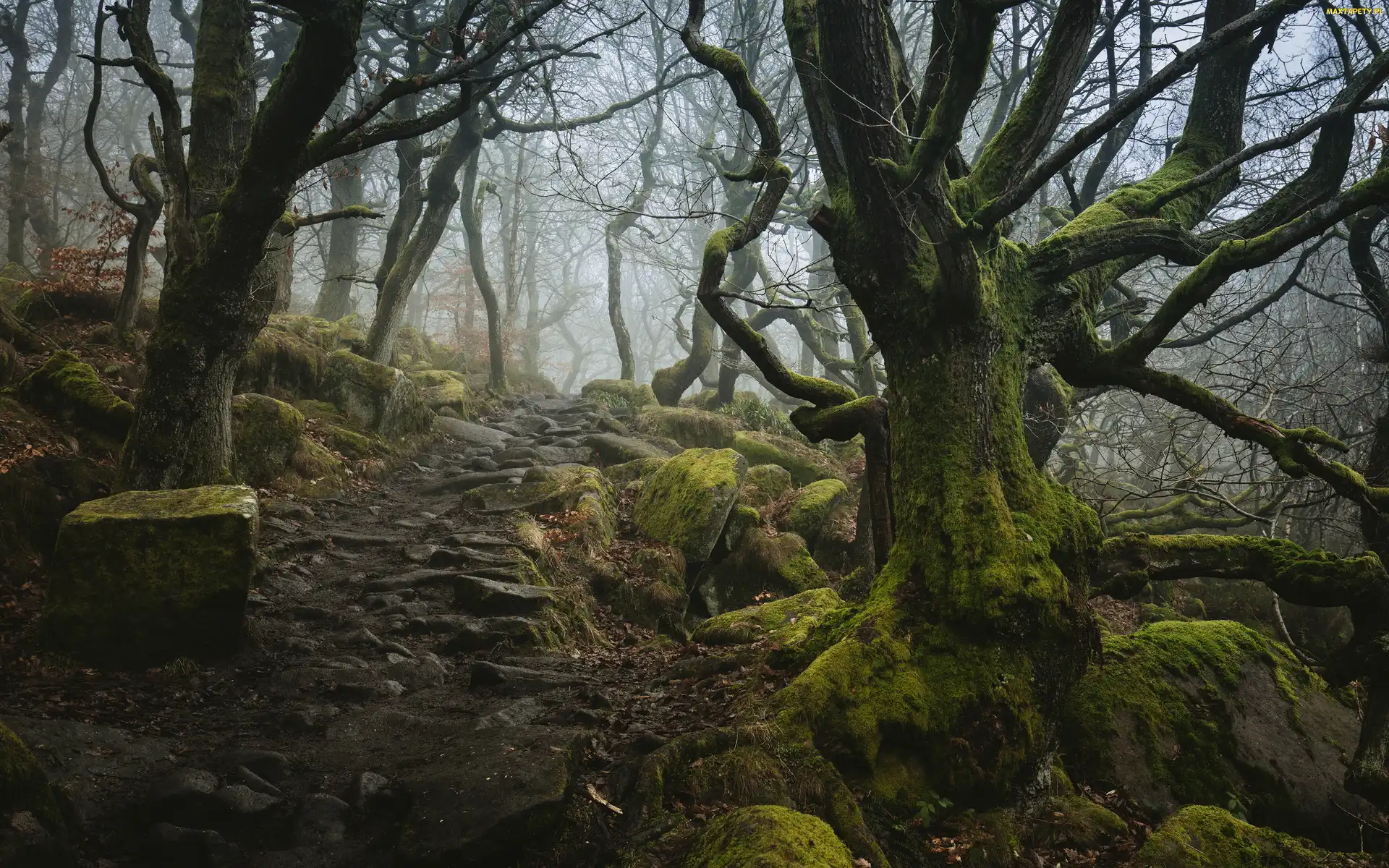 Dolina Padley Gorge, Kamienie, Drzewa, Las, Anglia