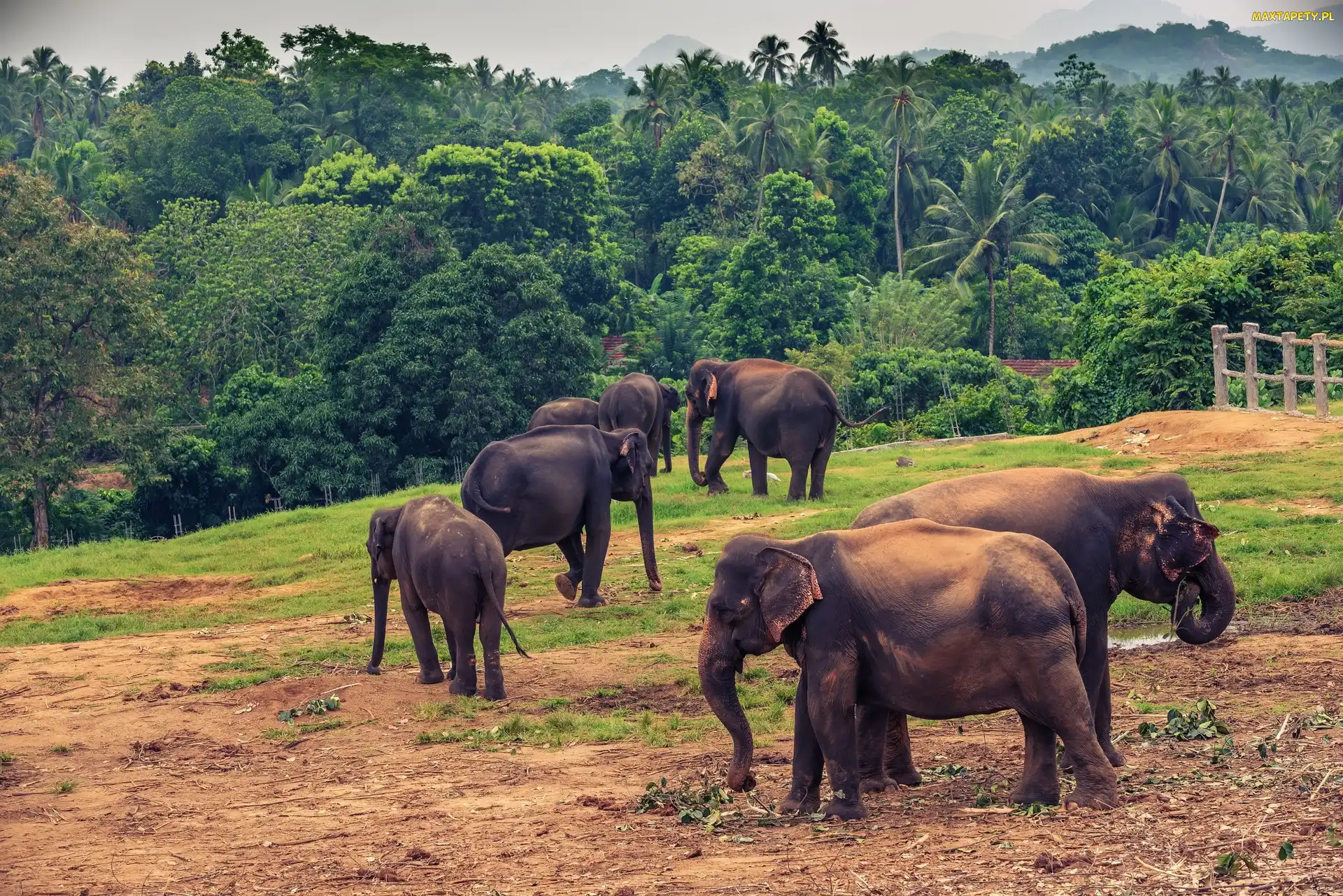 Słonie, Palmy, Drzewa, Pinnawala, Sri Lanka