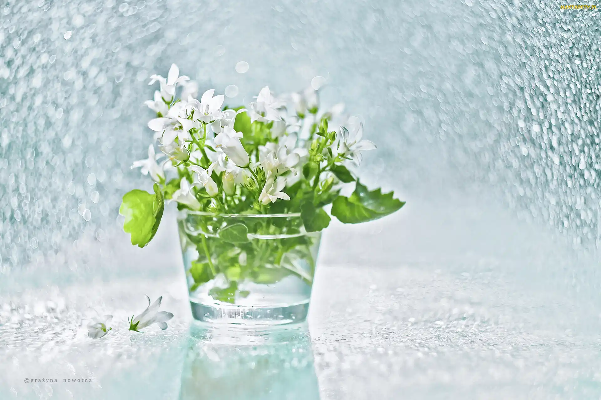 Biały, Dzwonek Dalmatyński, Dekoracja, Campanula