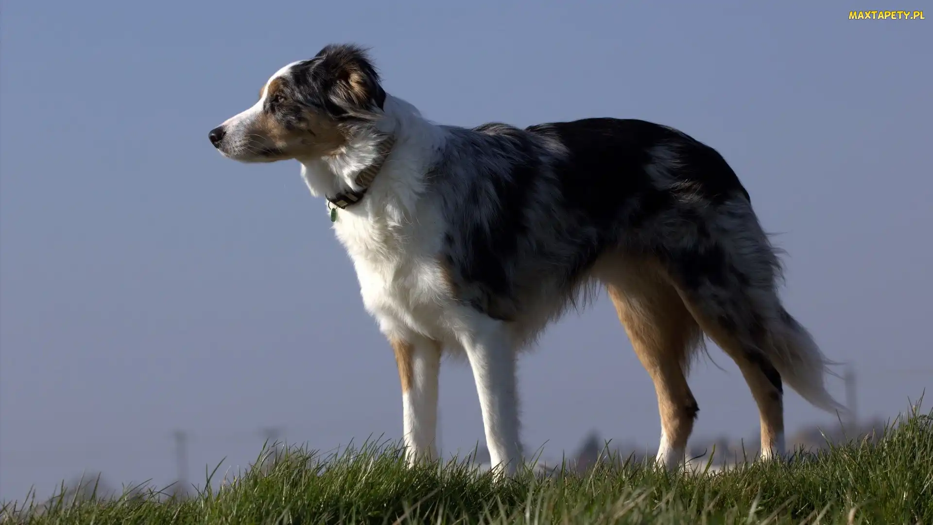 Border collie