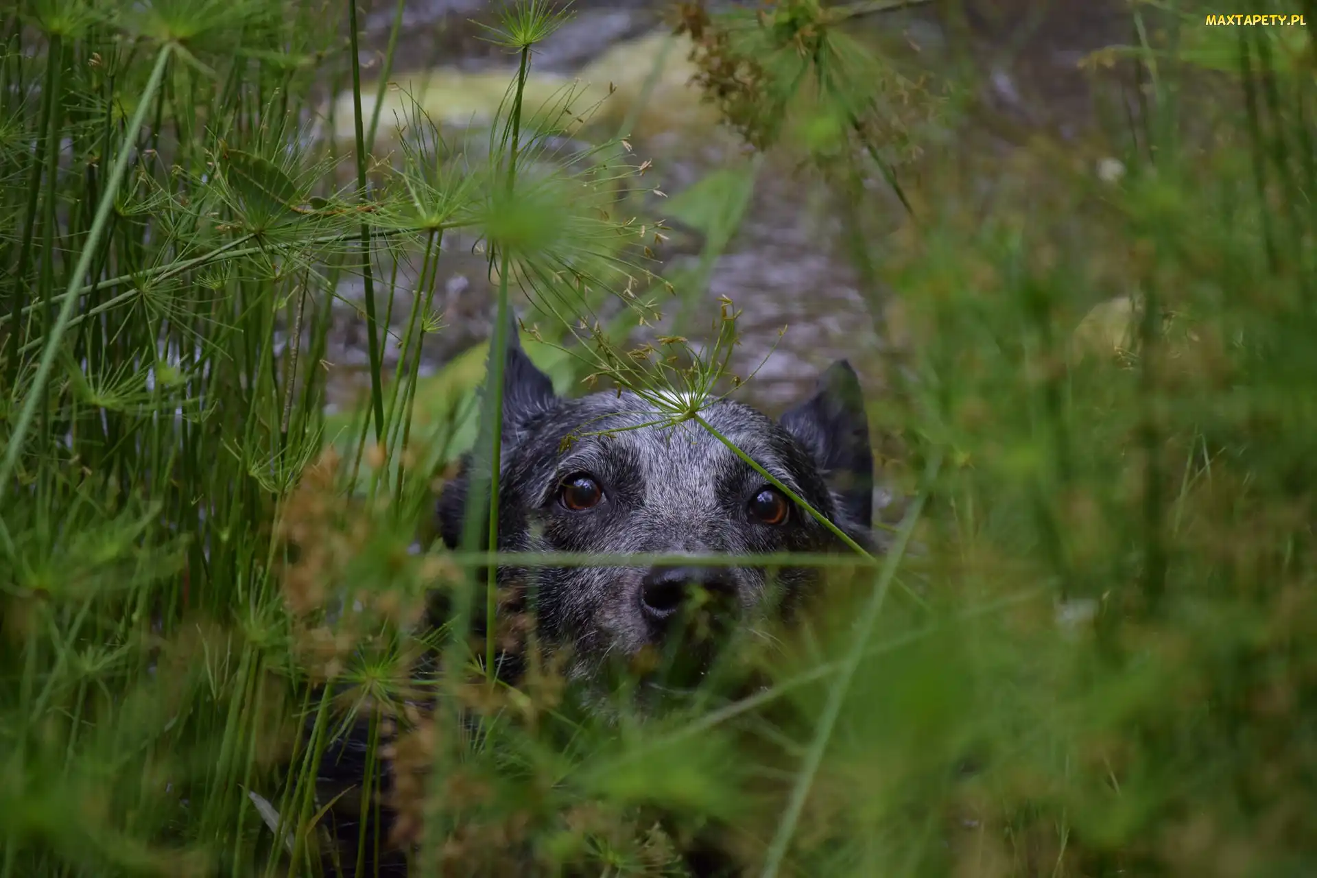 Pyszczek, Zarośla, Australian cattle dog