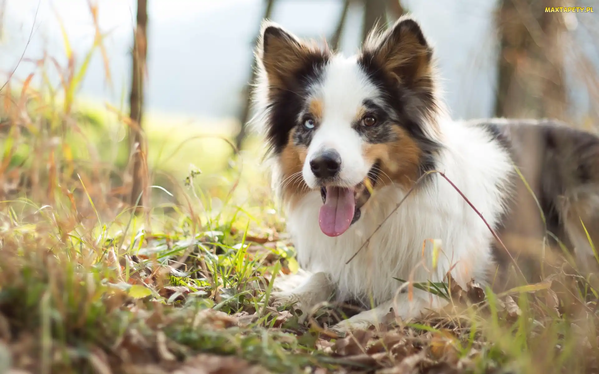 Pyszczek, Trawa, Łąka, Język, Border collie