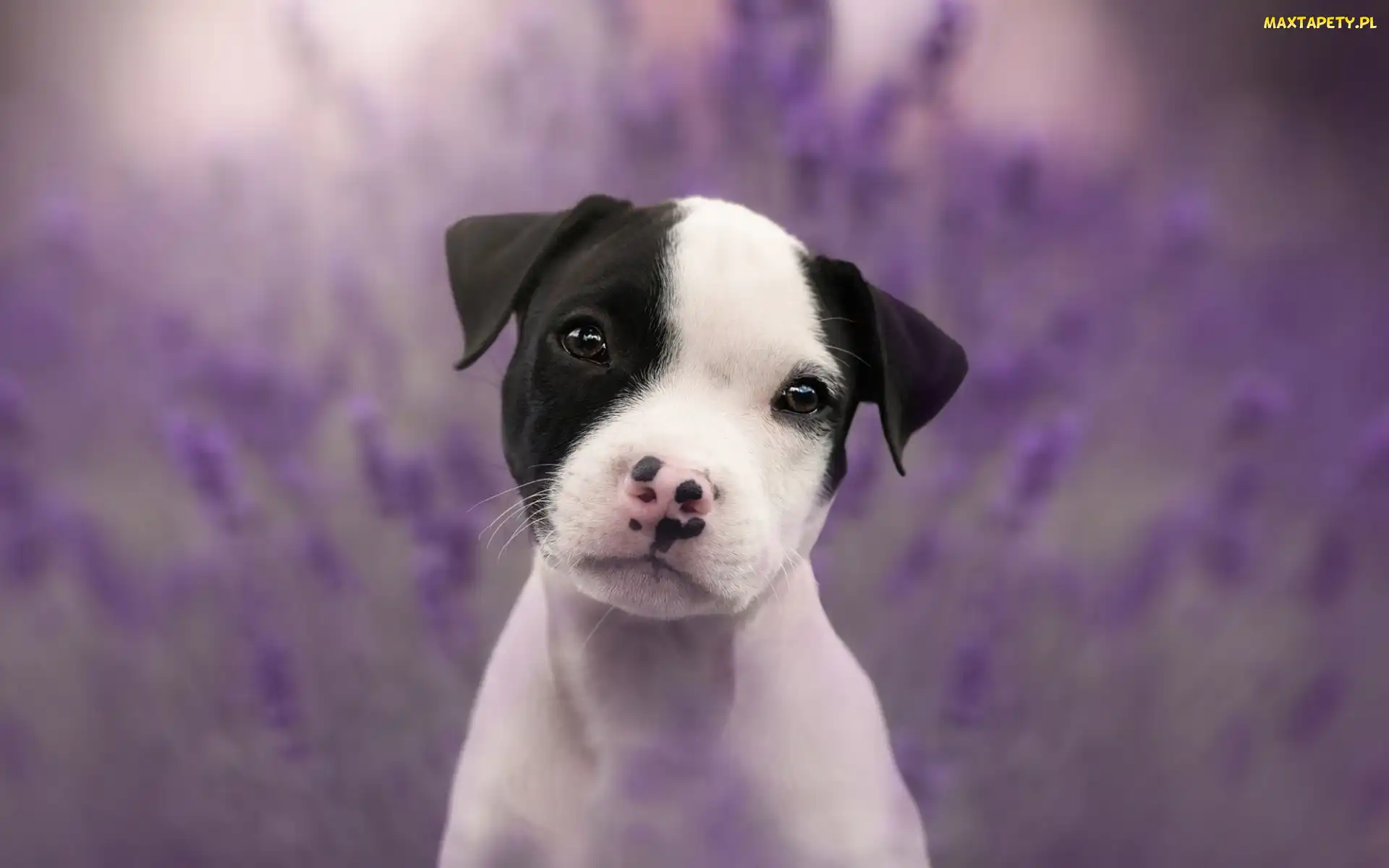 Staffordshire Bull Terrier, Szczeniak, Pies, Słodki