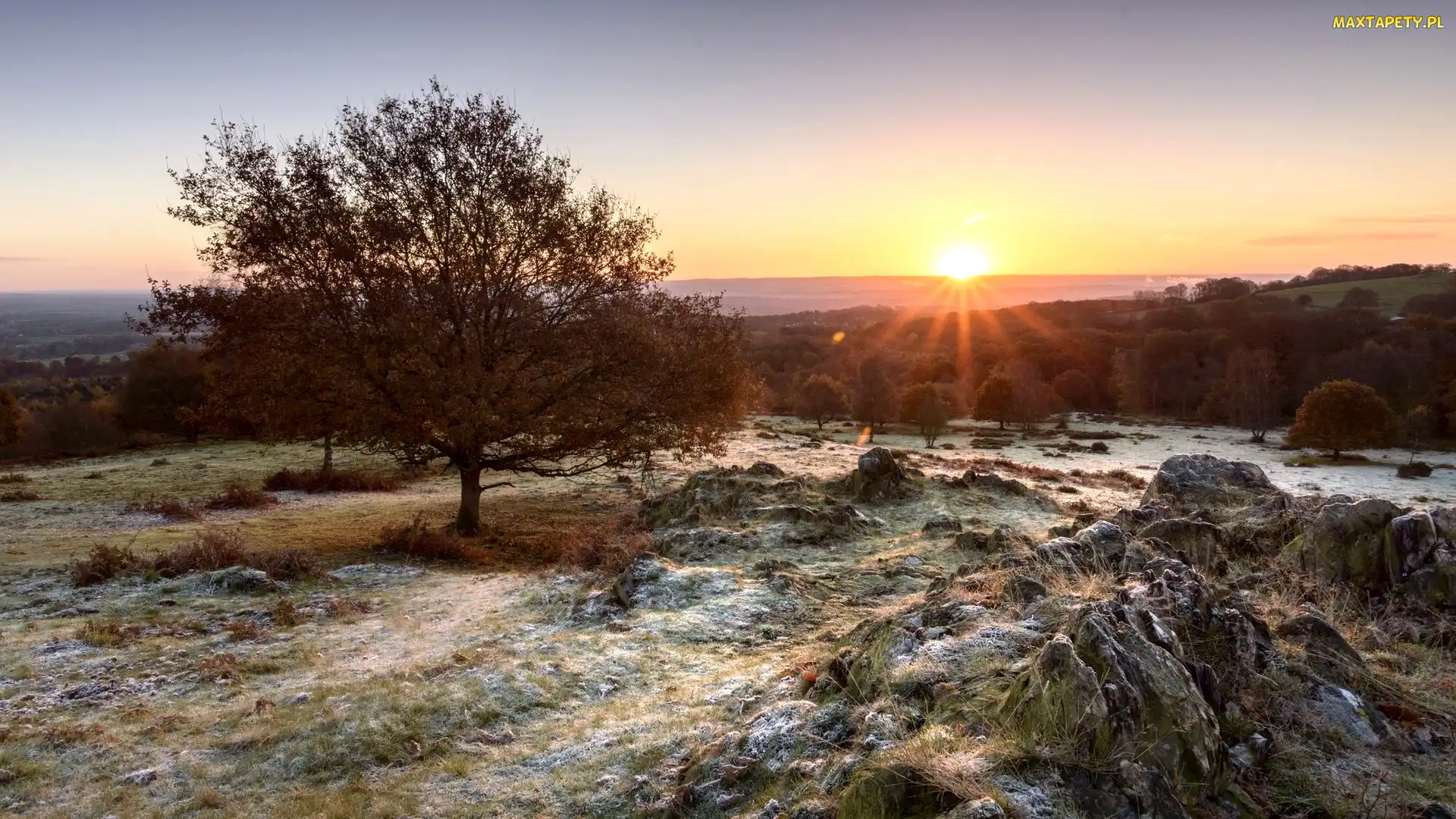 Hrabstwo Leicestershire, Anglia, Skały, Drzewa, Trawy, Kamienie, Promienie słońca